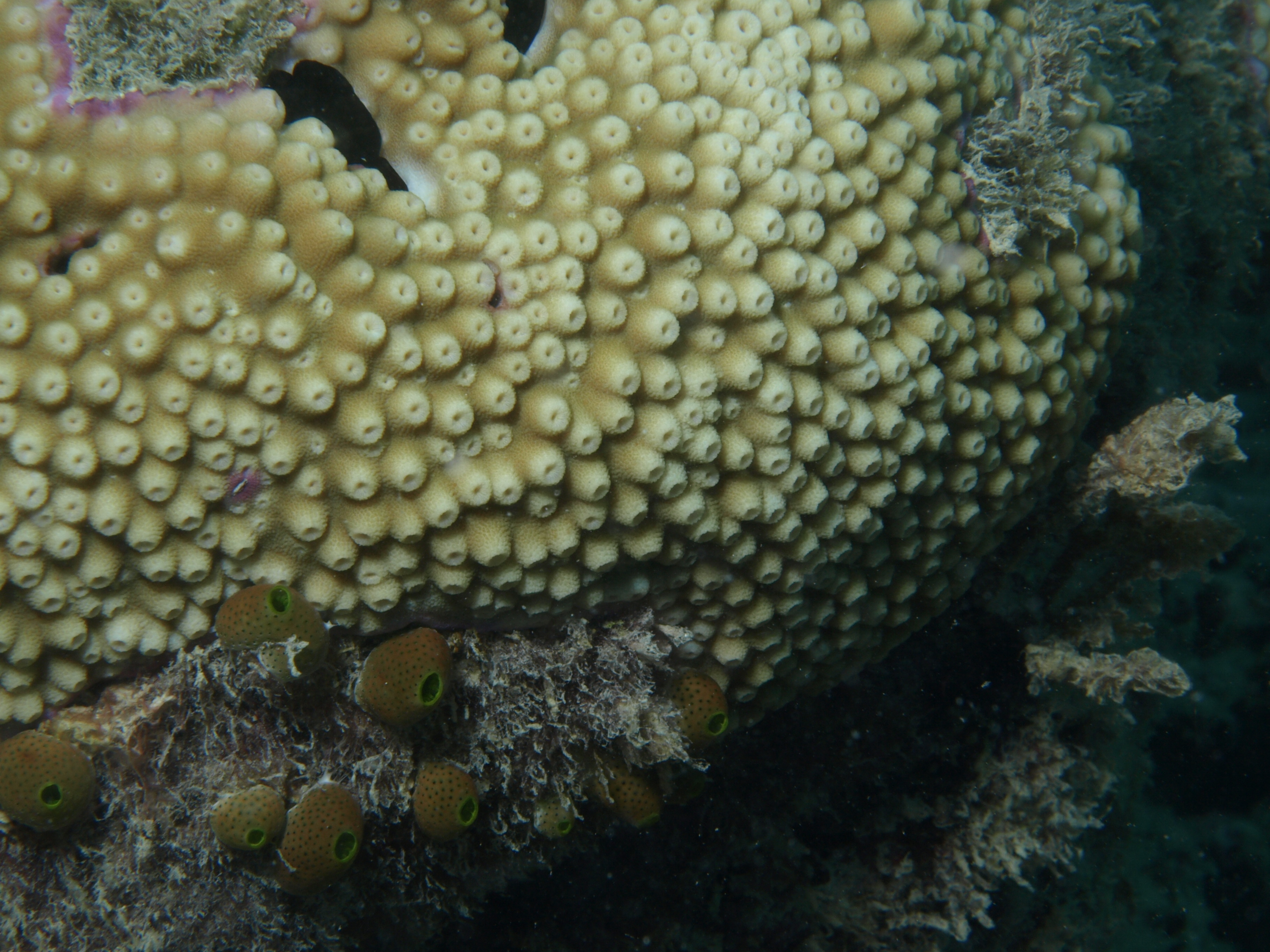 Astreopora myriophthalma