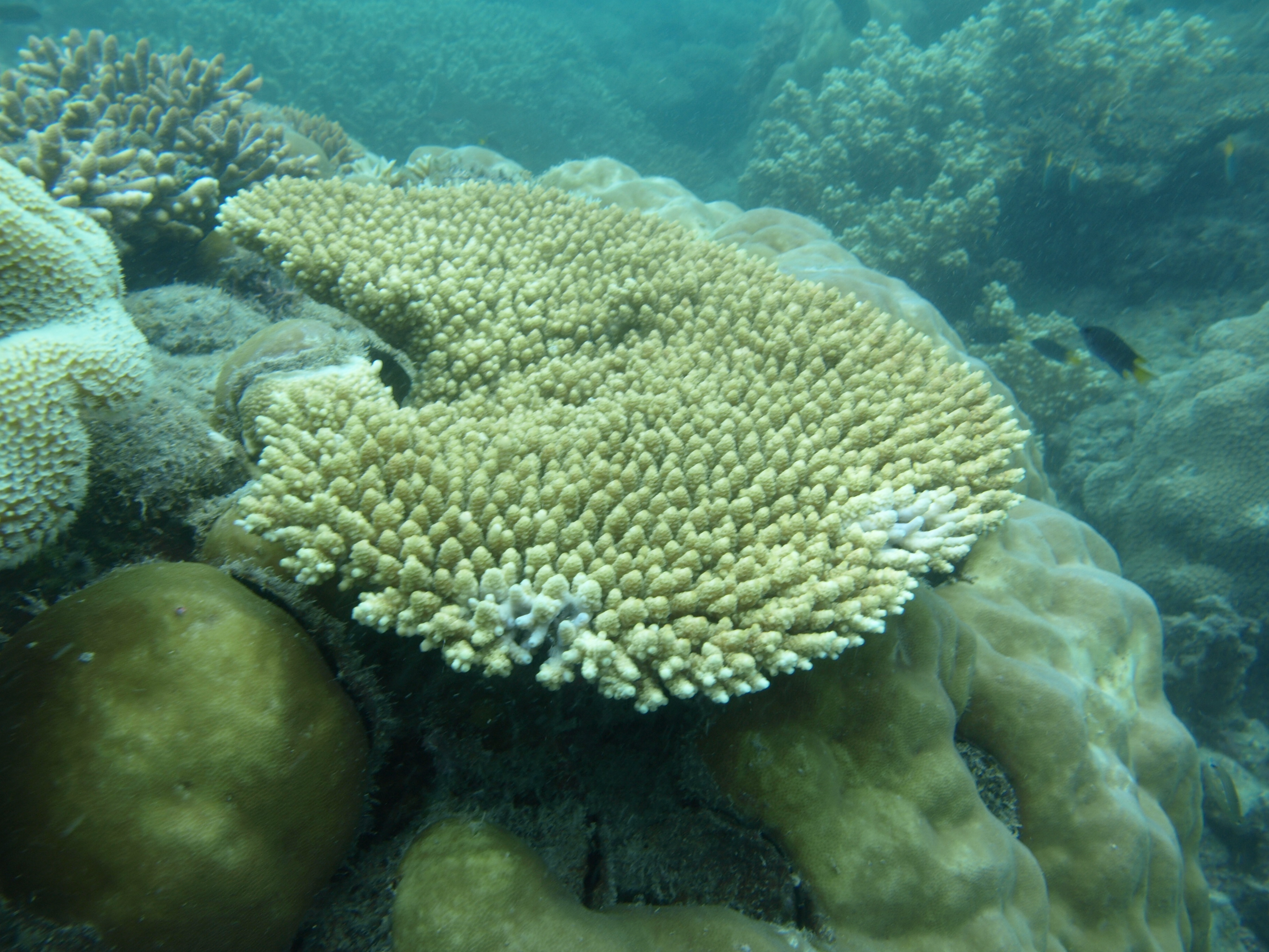 Acropora hyacinthus