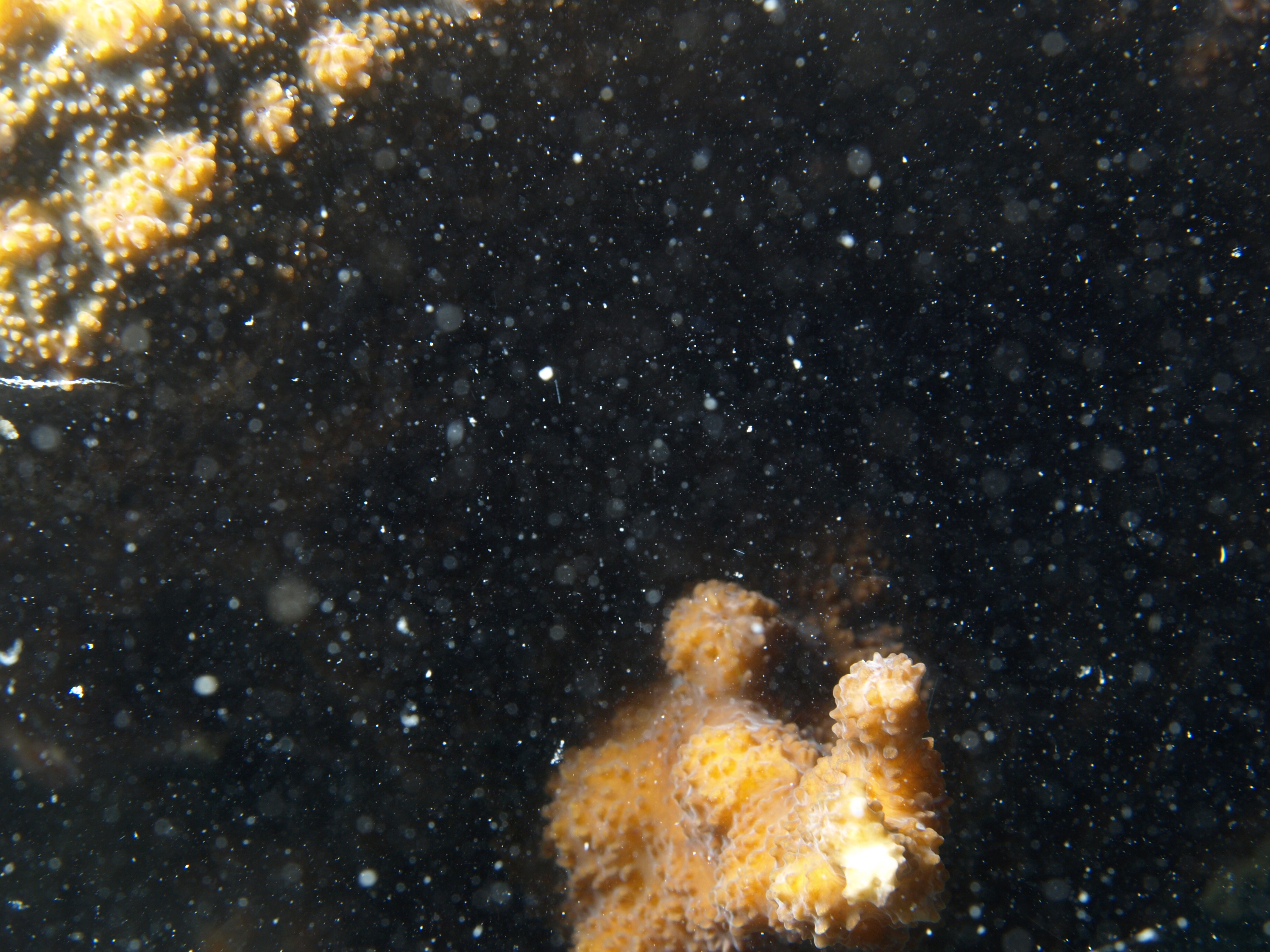 Echinopora lamellosa