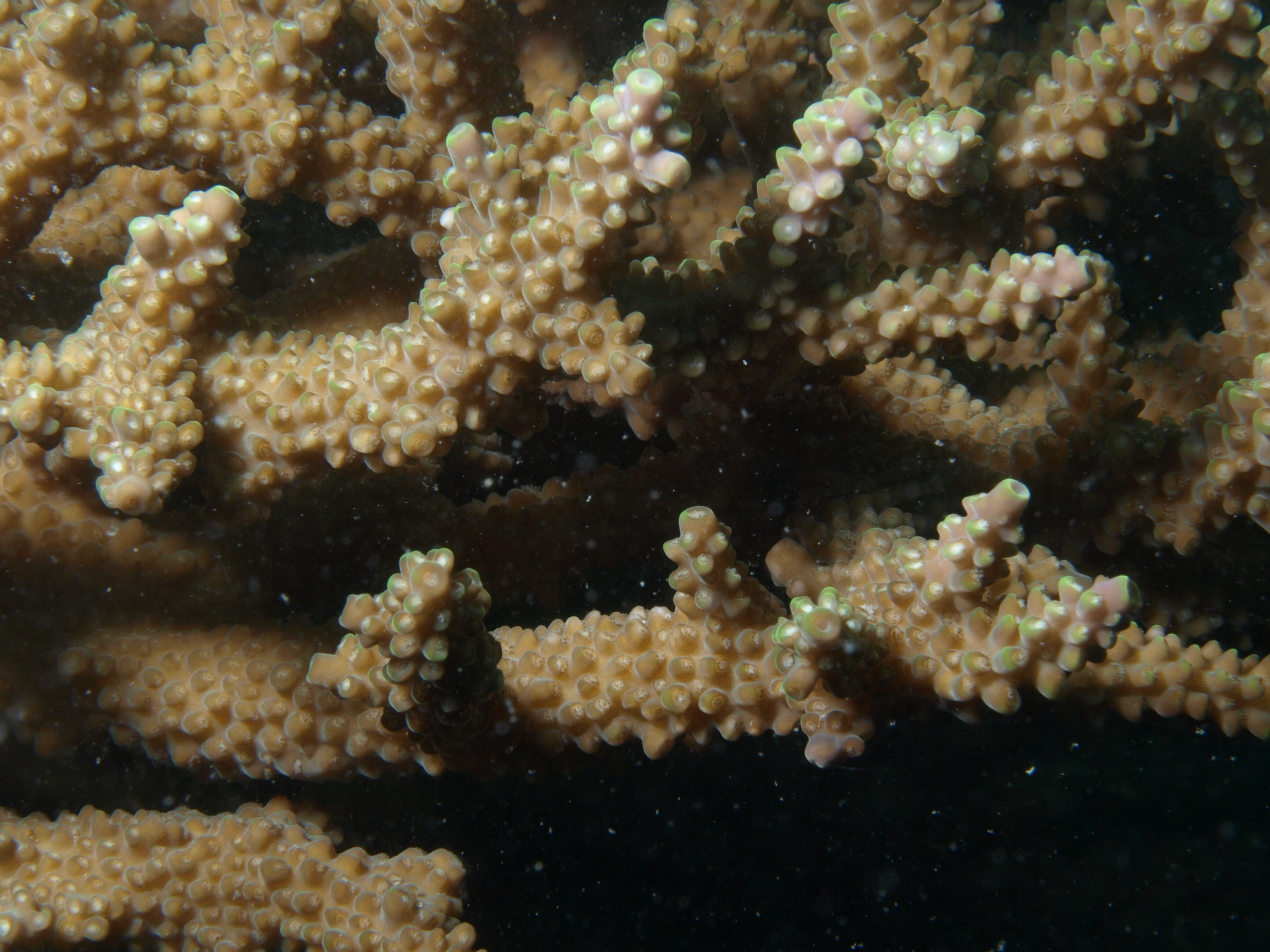 Acropora glauca