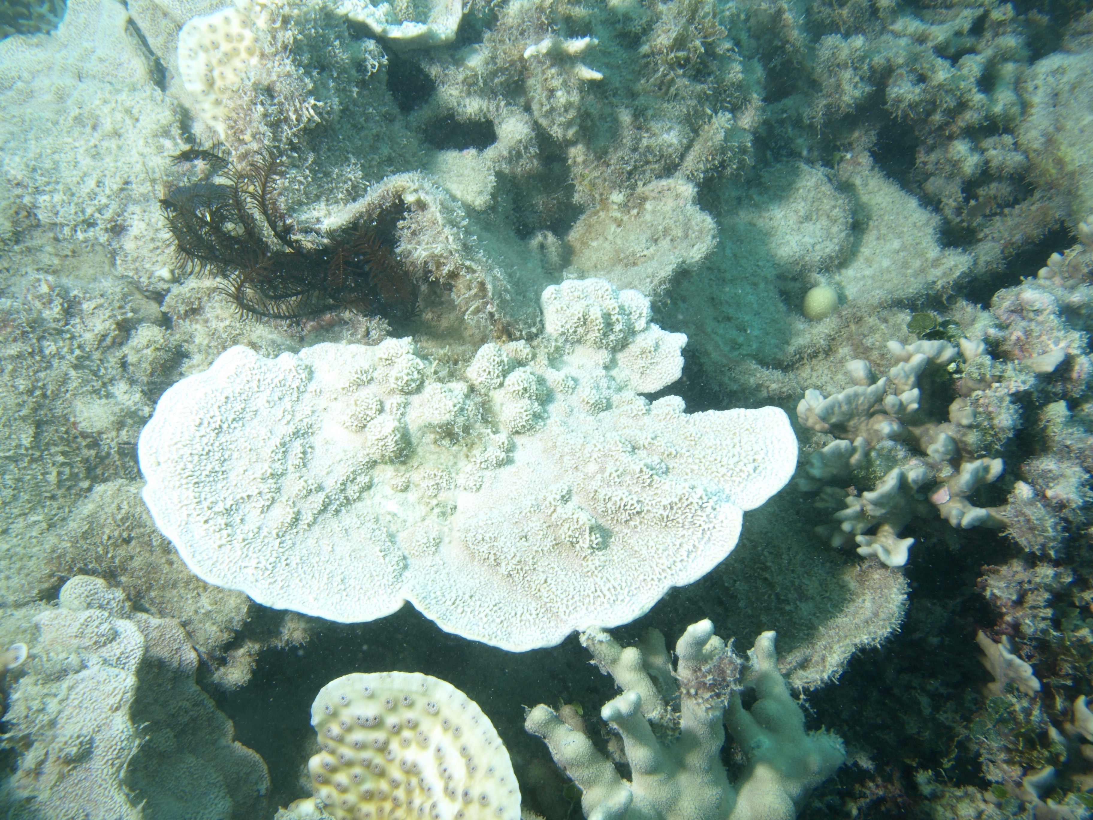 Montipora foliosa