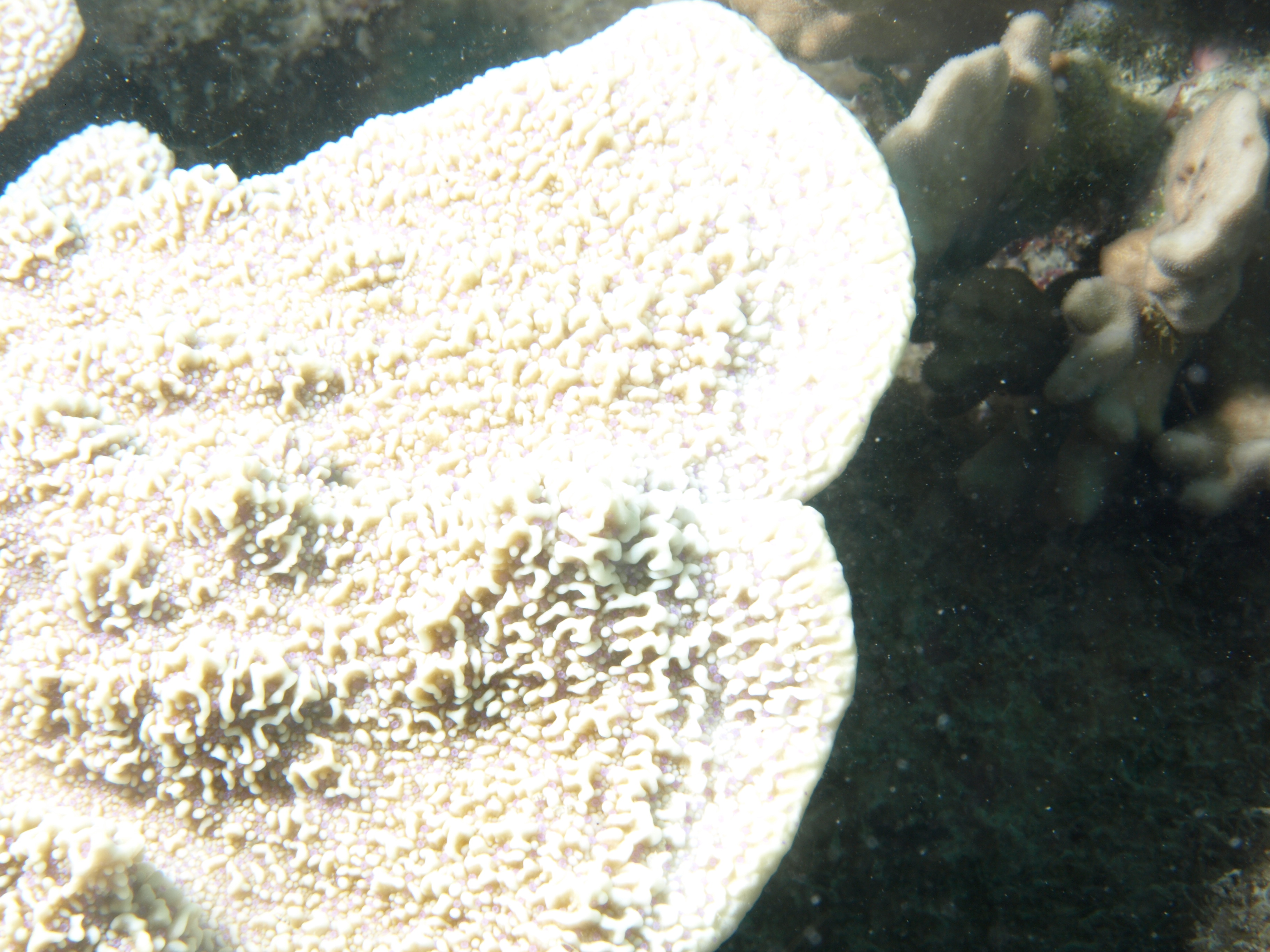 Montipora foliosa