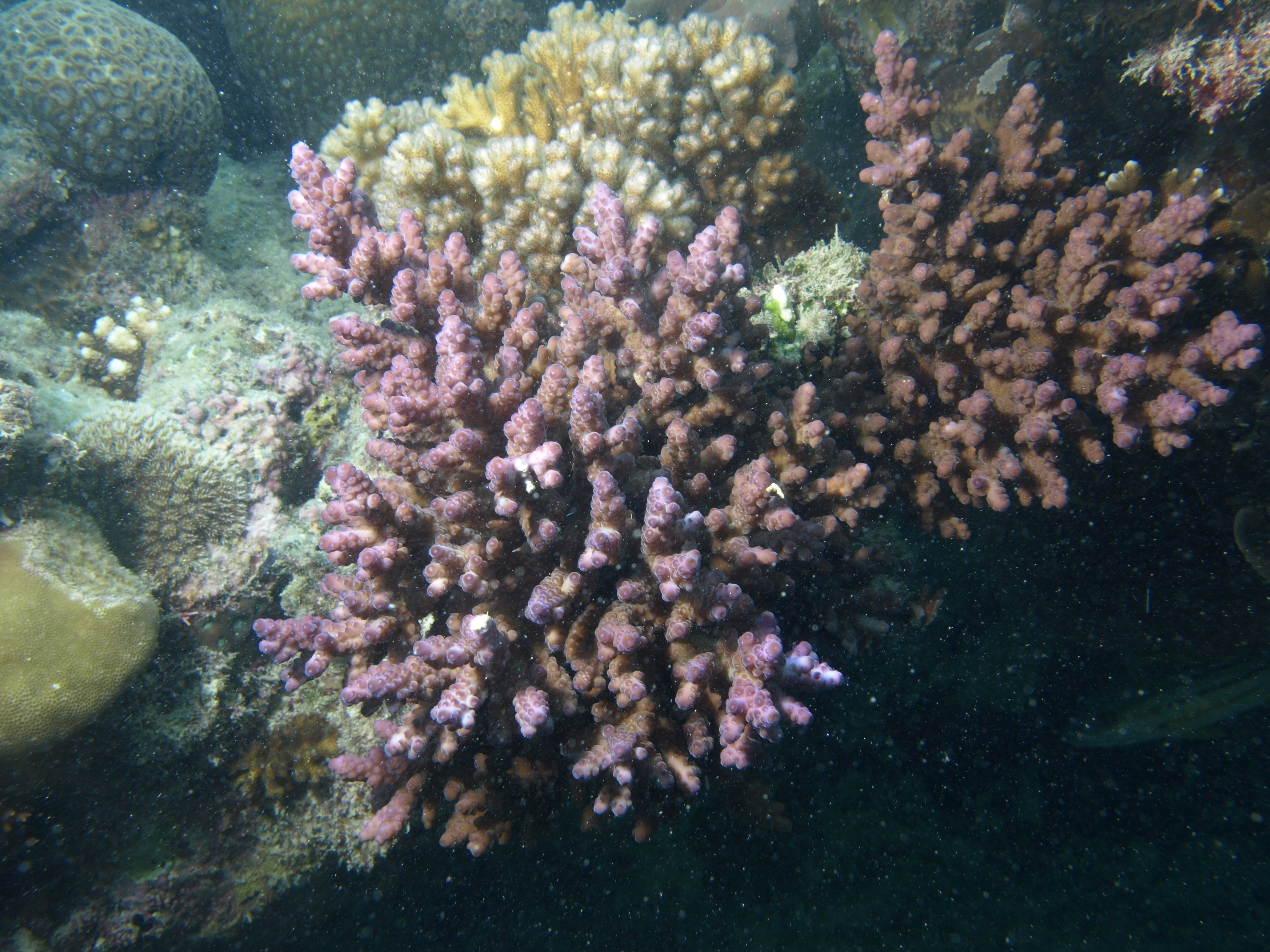 Acropora loripes
