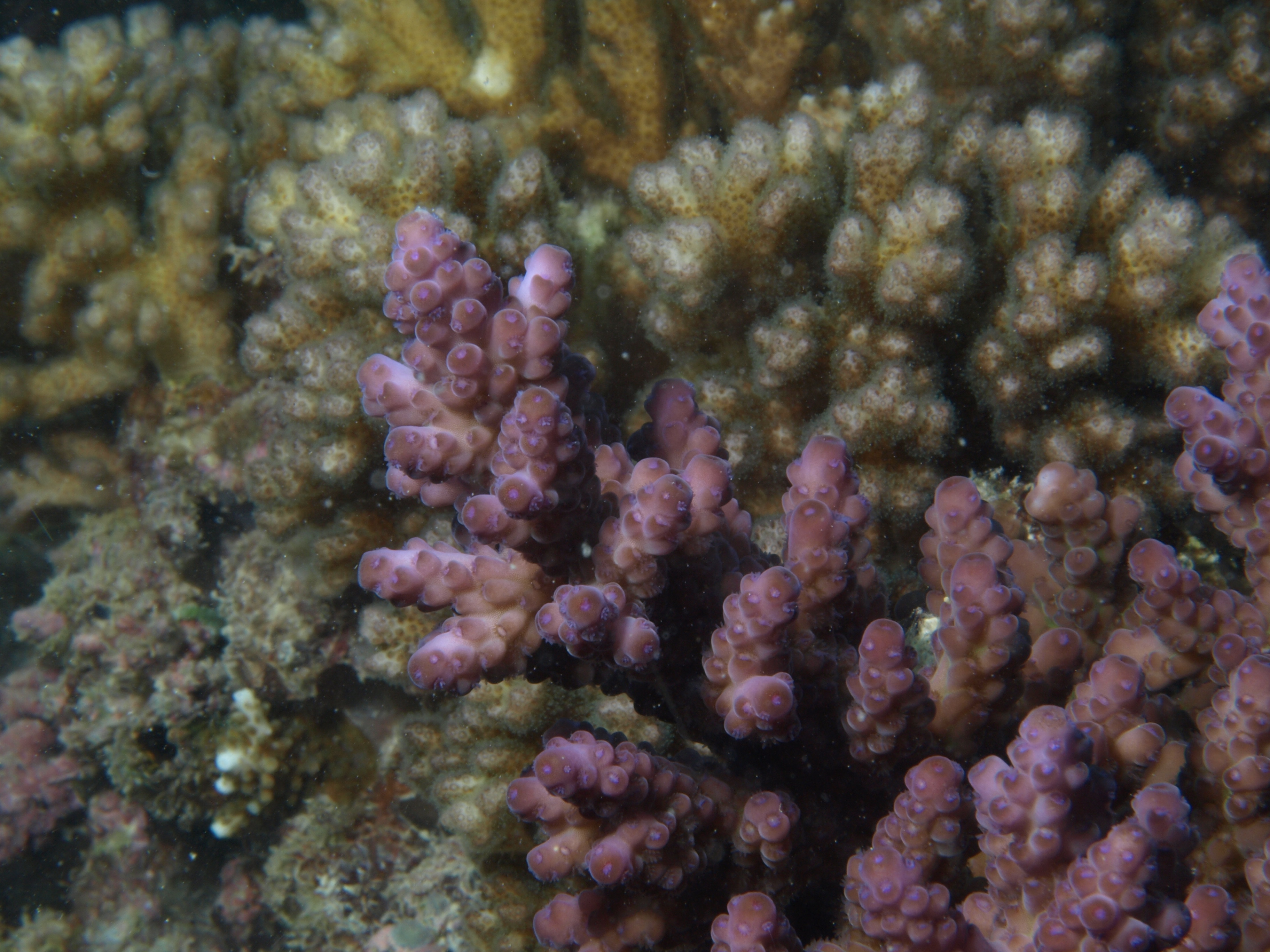 Acropora loripes