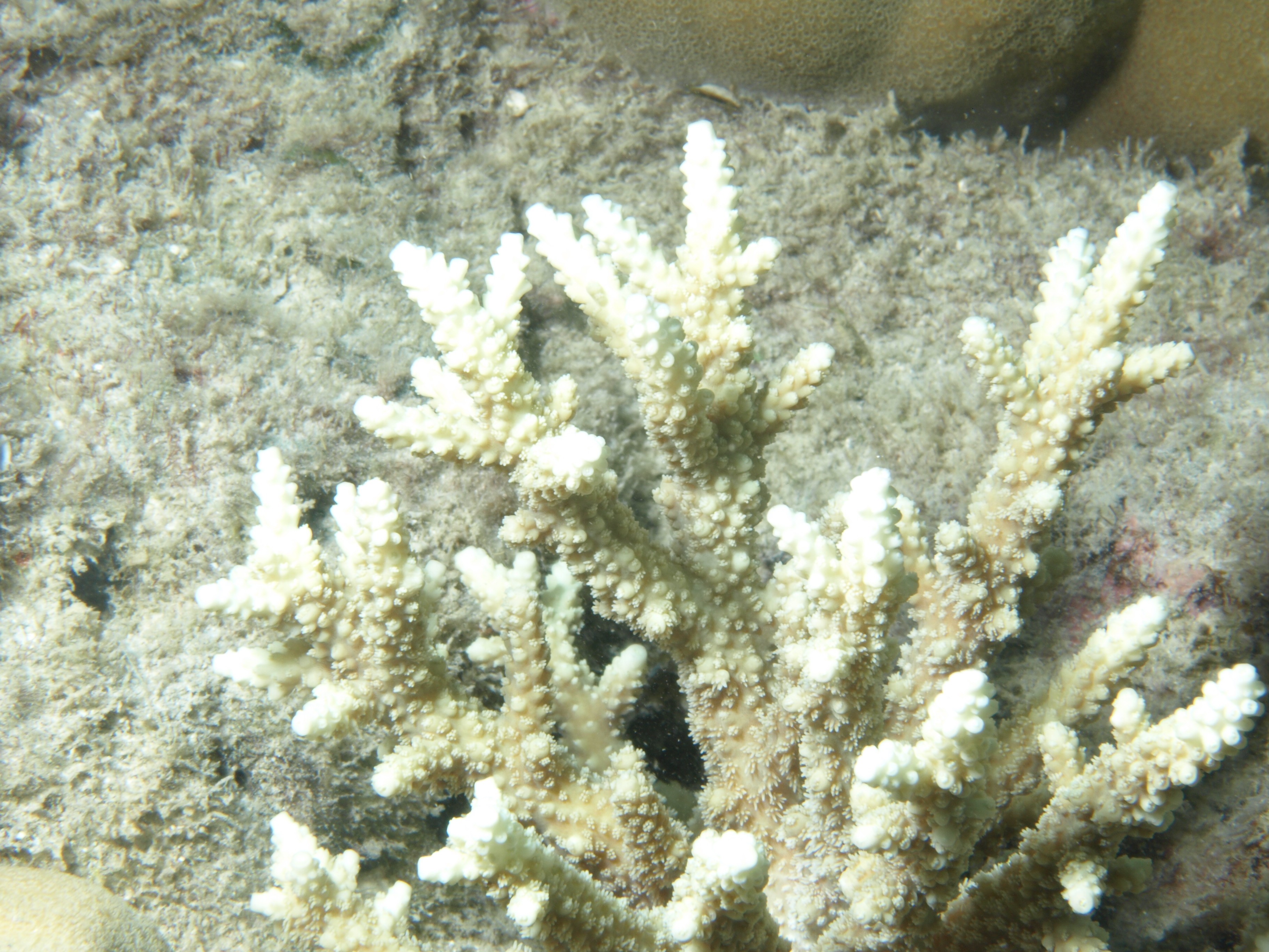 Acropora horrida