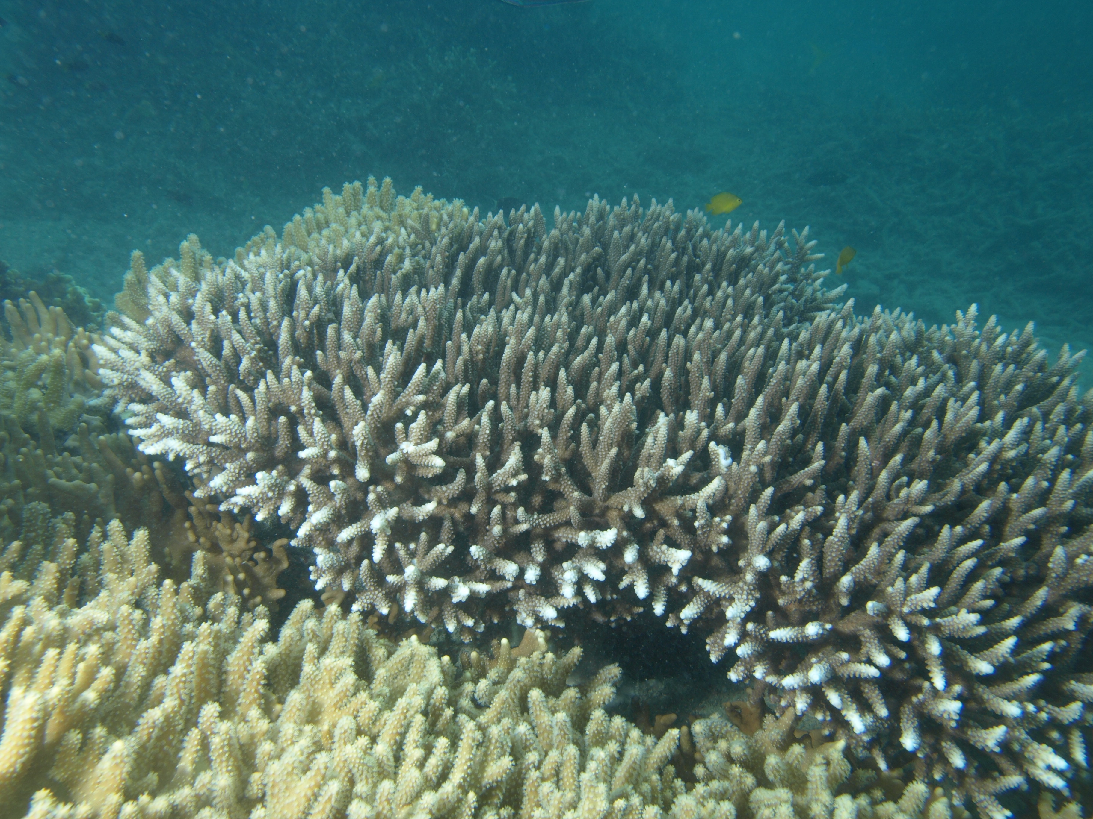 Acropora yongei