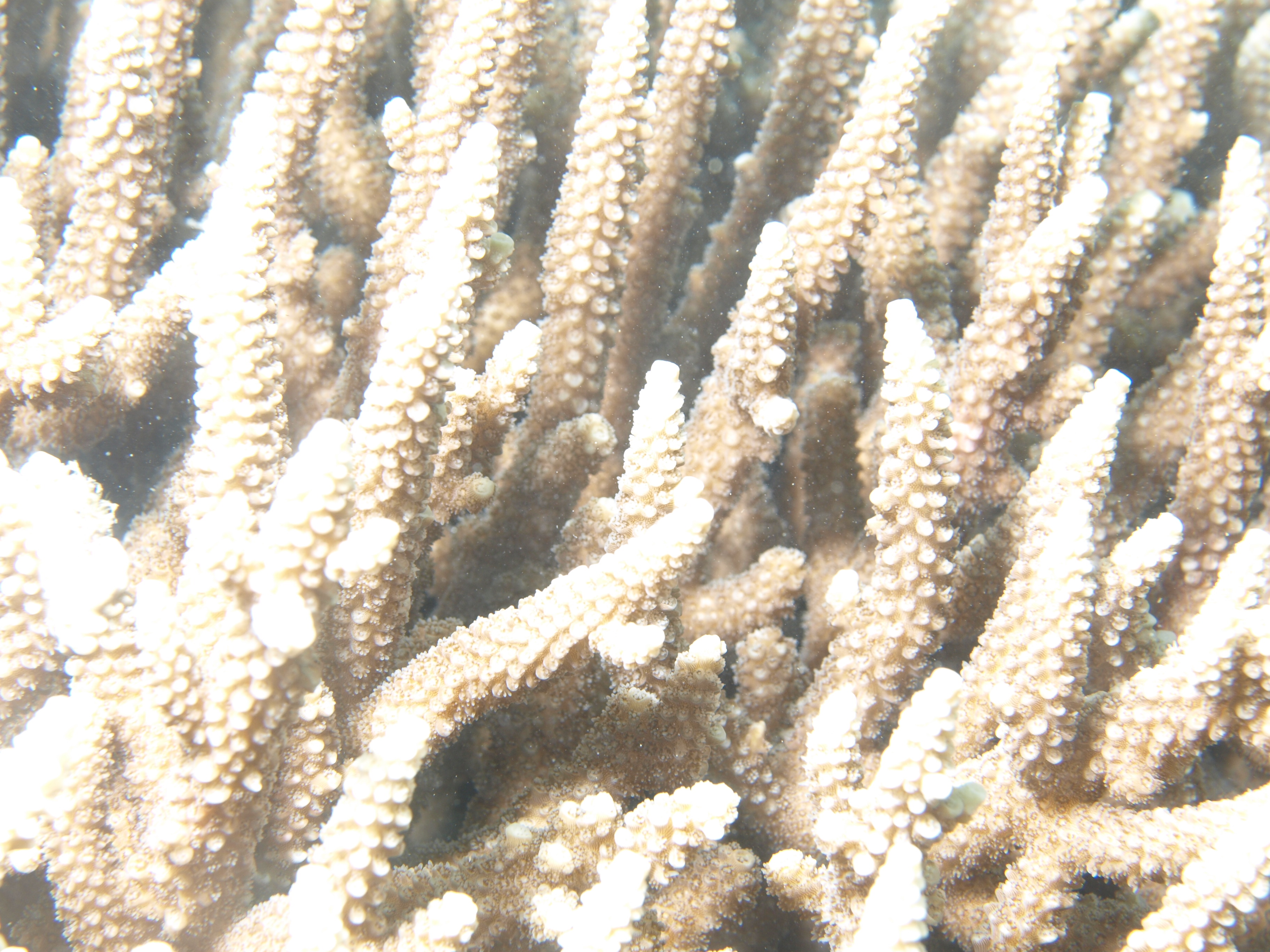 Acropora yongei