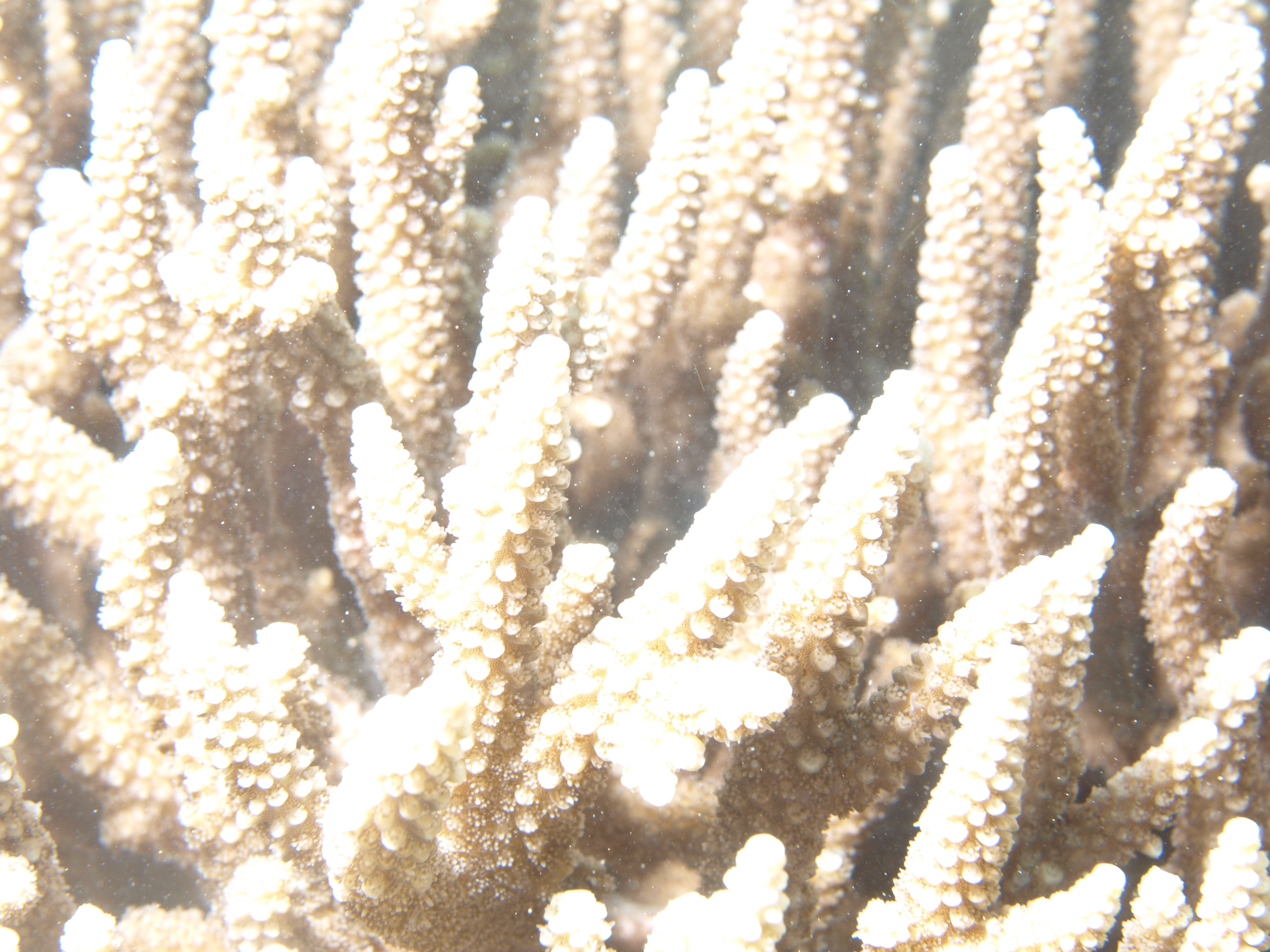 Acropora yongei