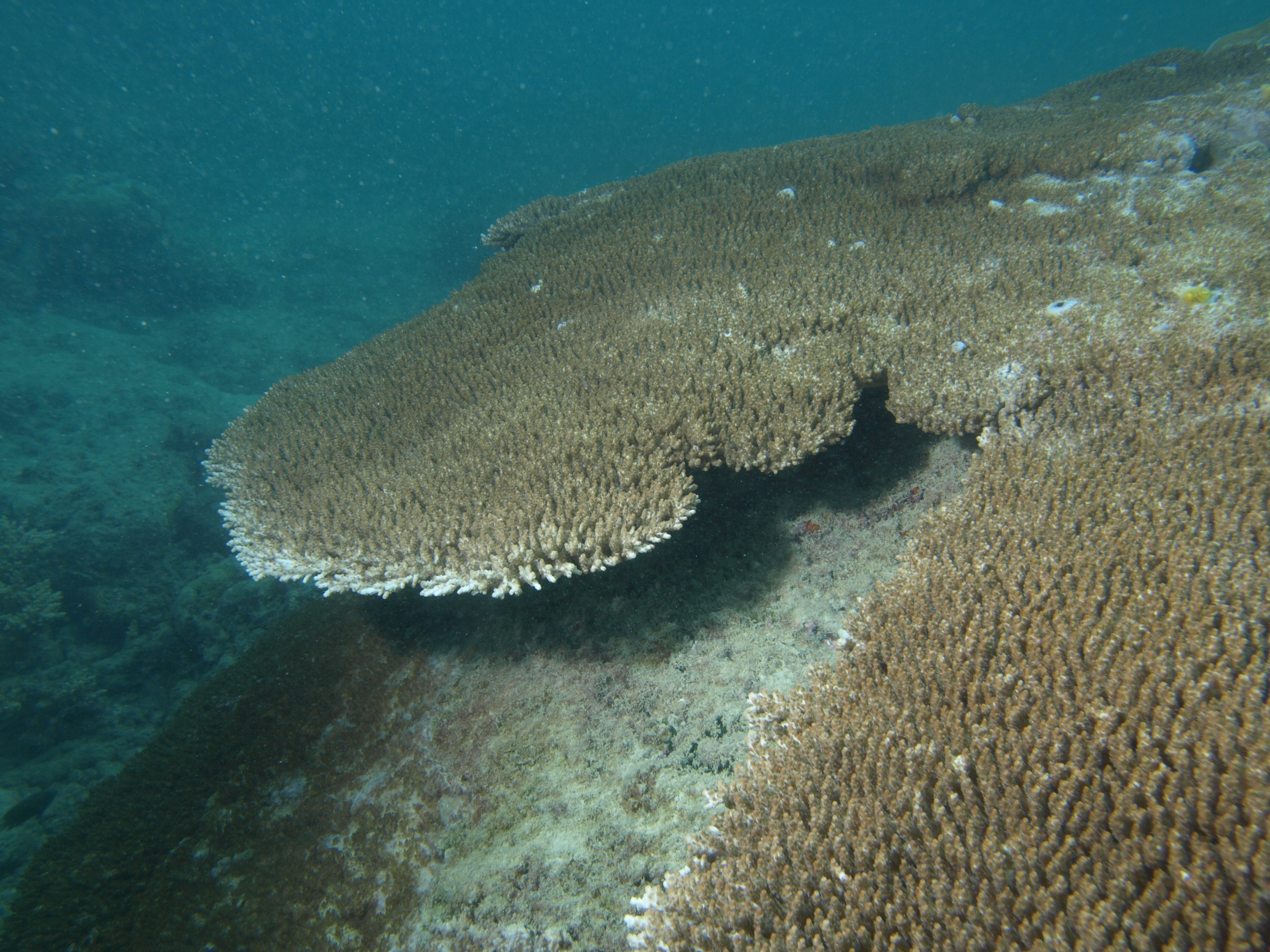 Acropora cytherea