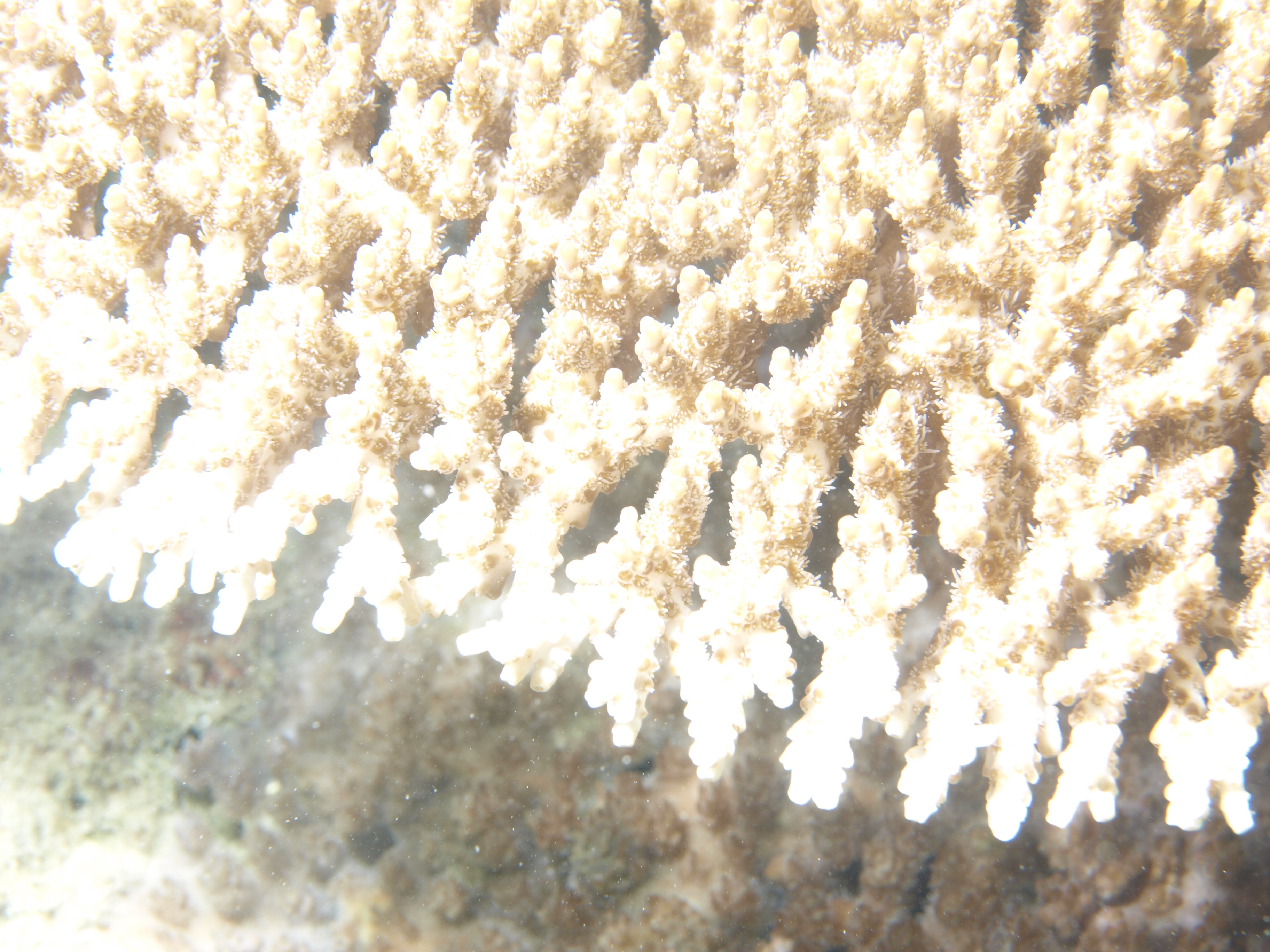 Acropora cytherea