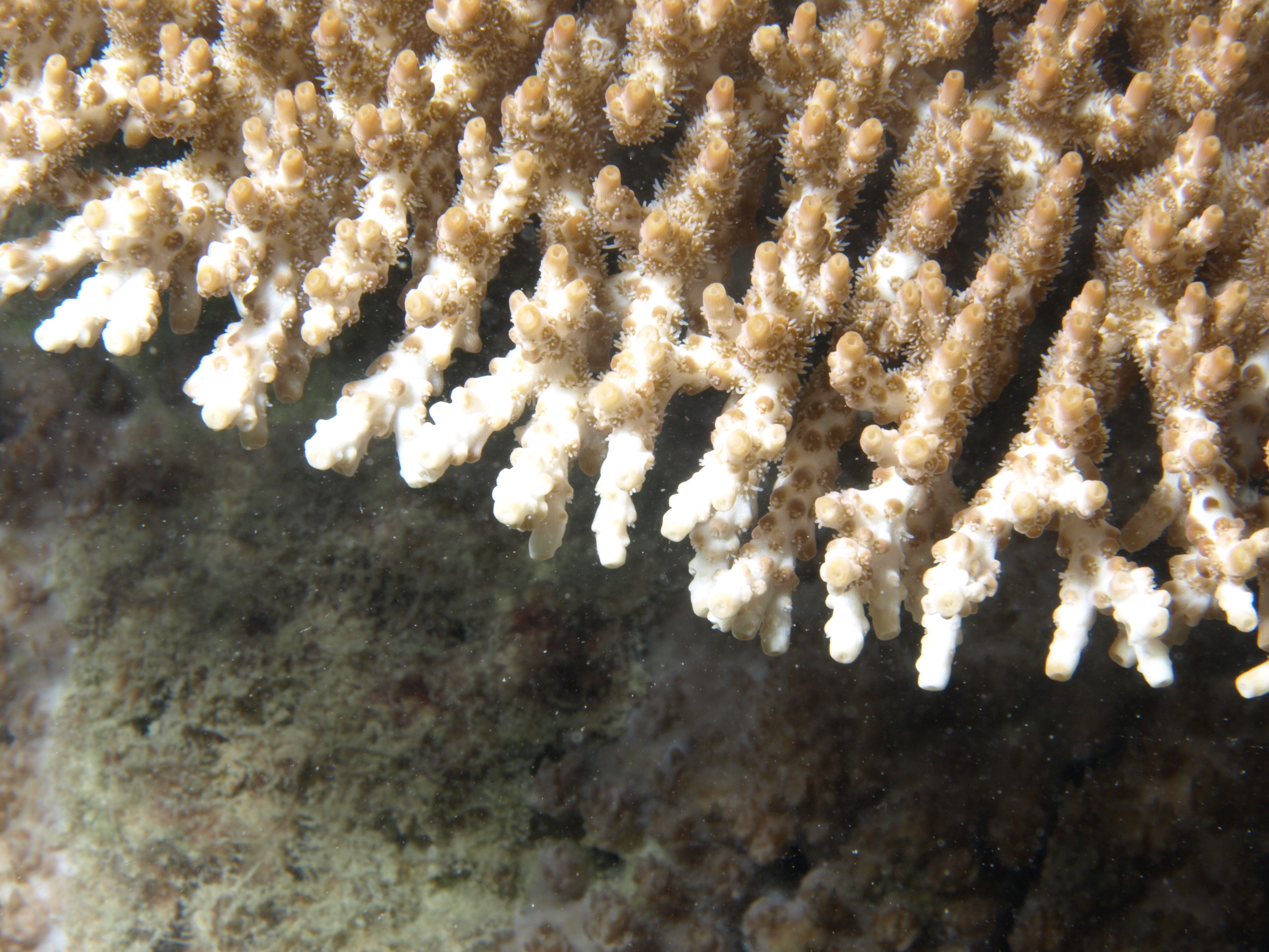 Acropora cytherea