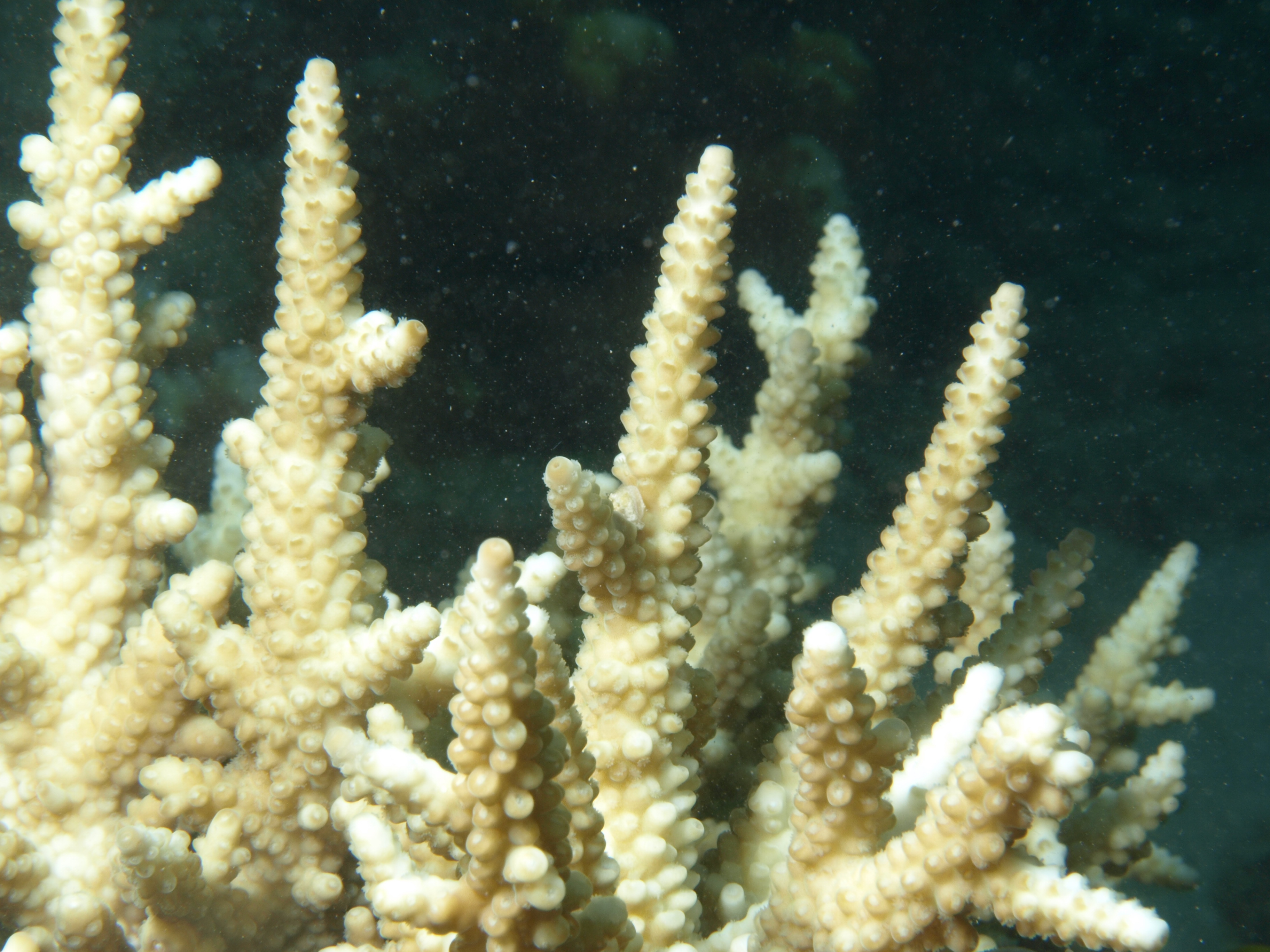 Acropora vaughani