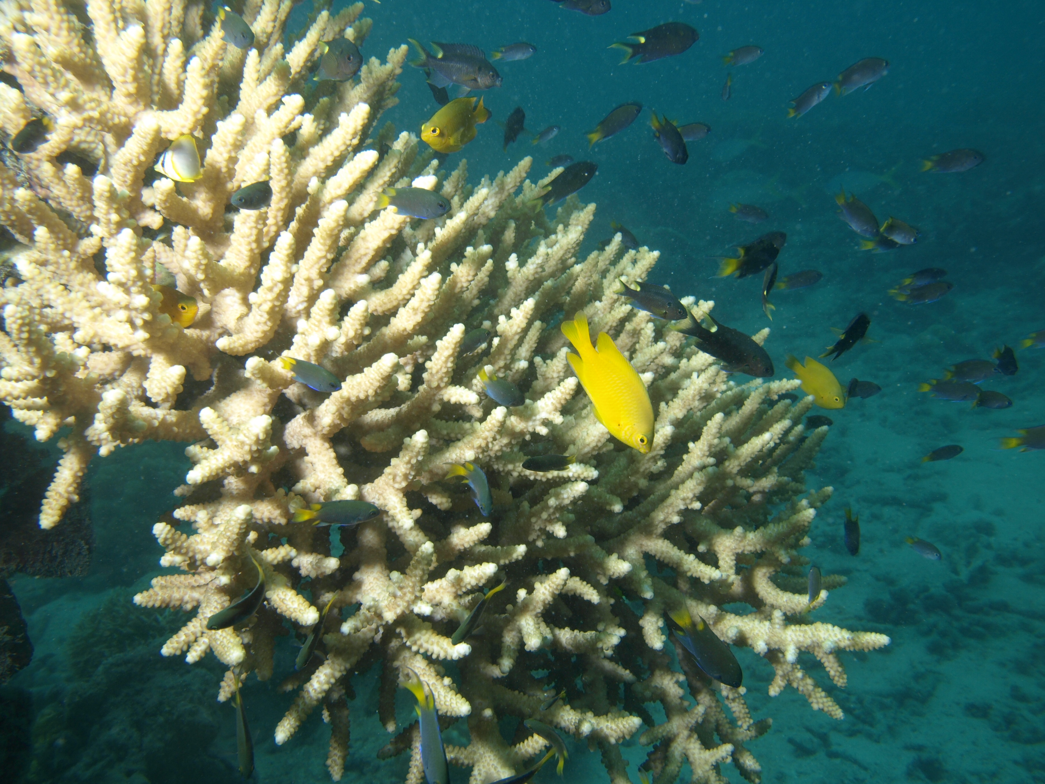 Acropora valenciennesi