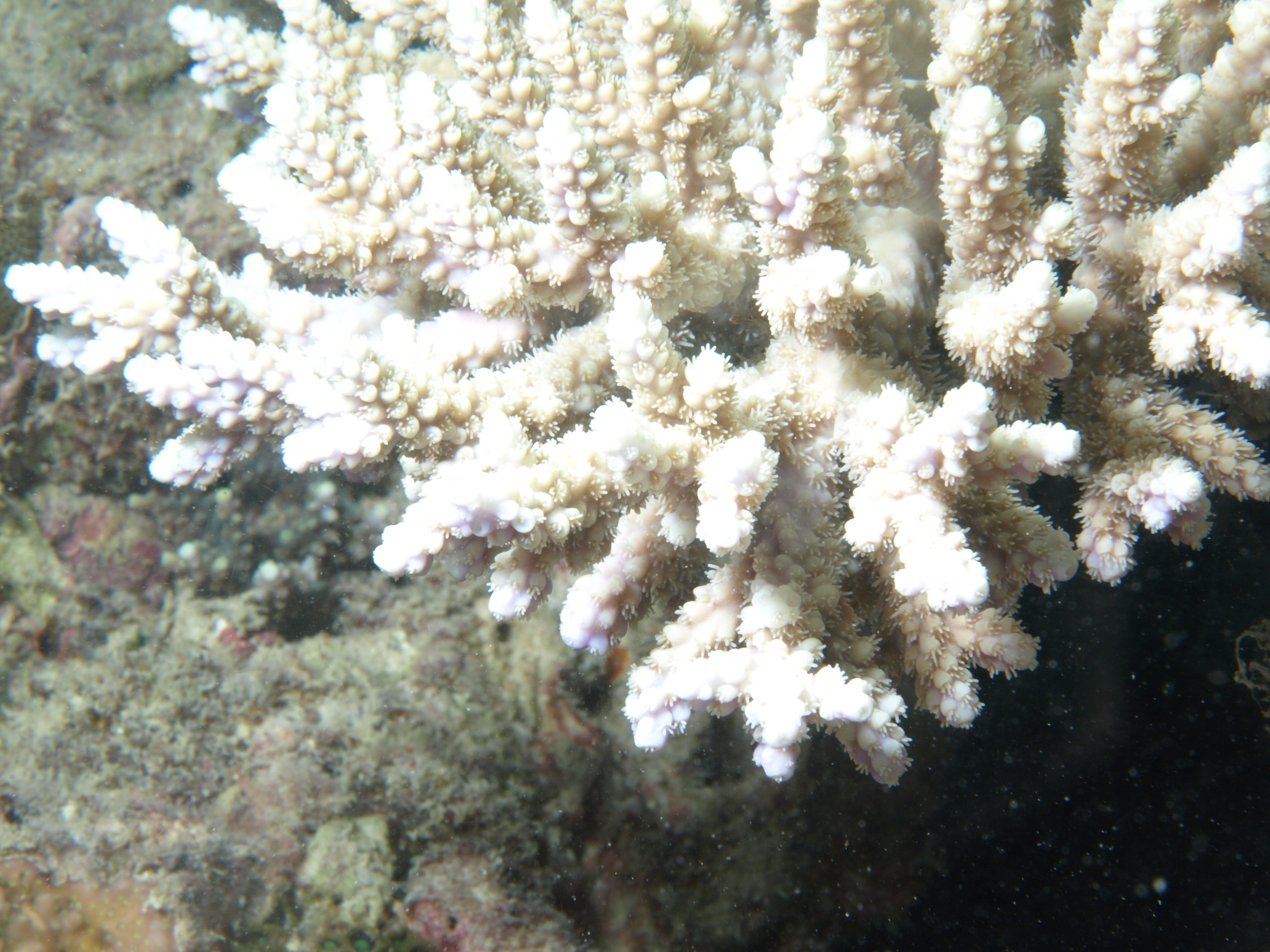 Acropora latistella