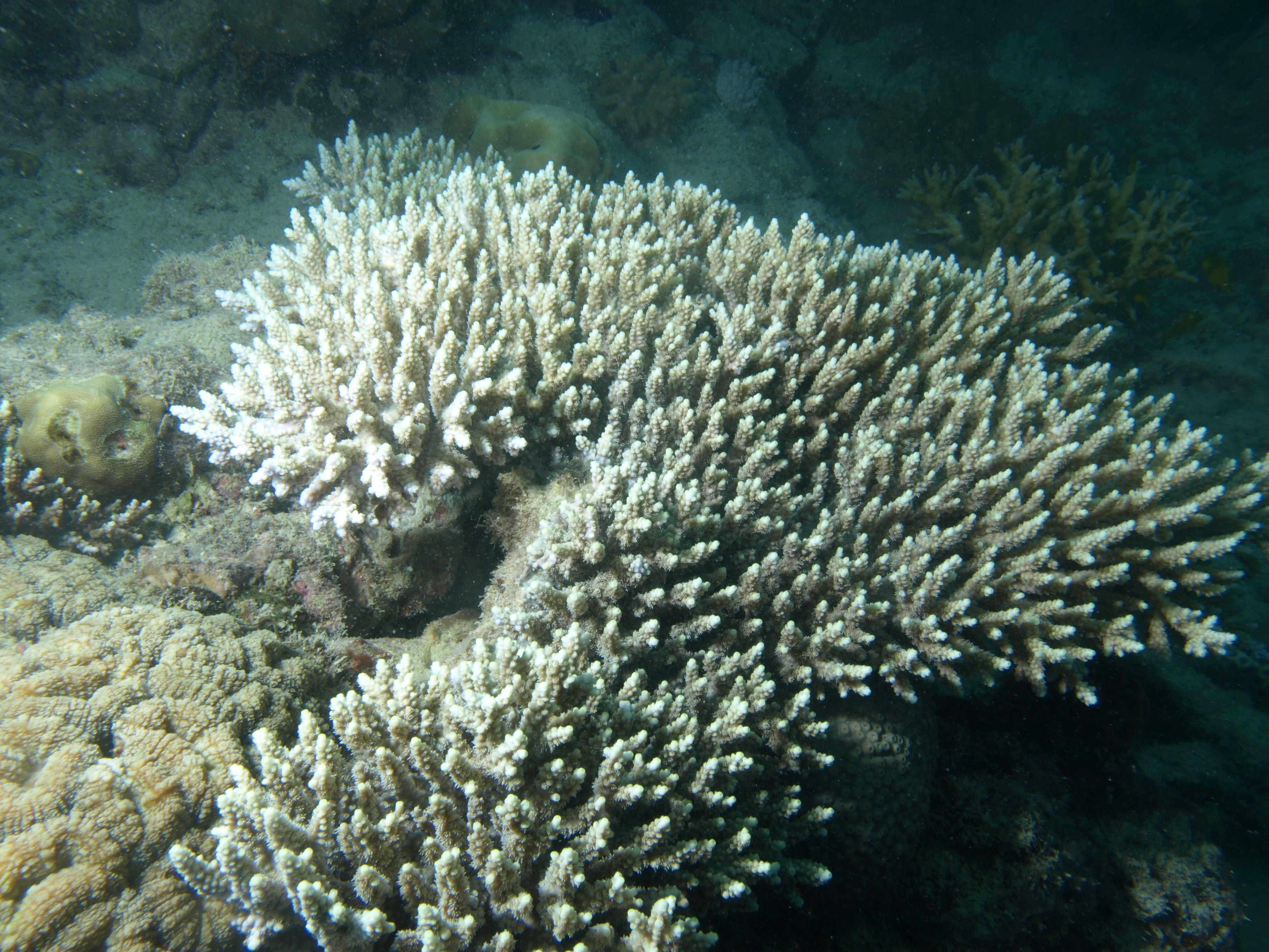 Acropora latistella