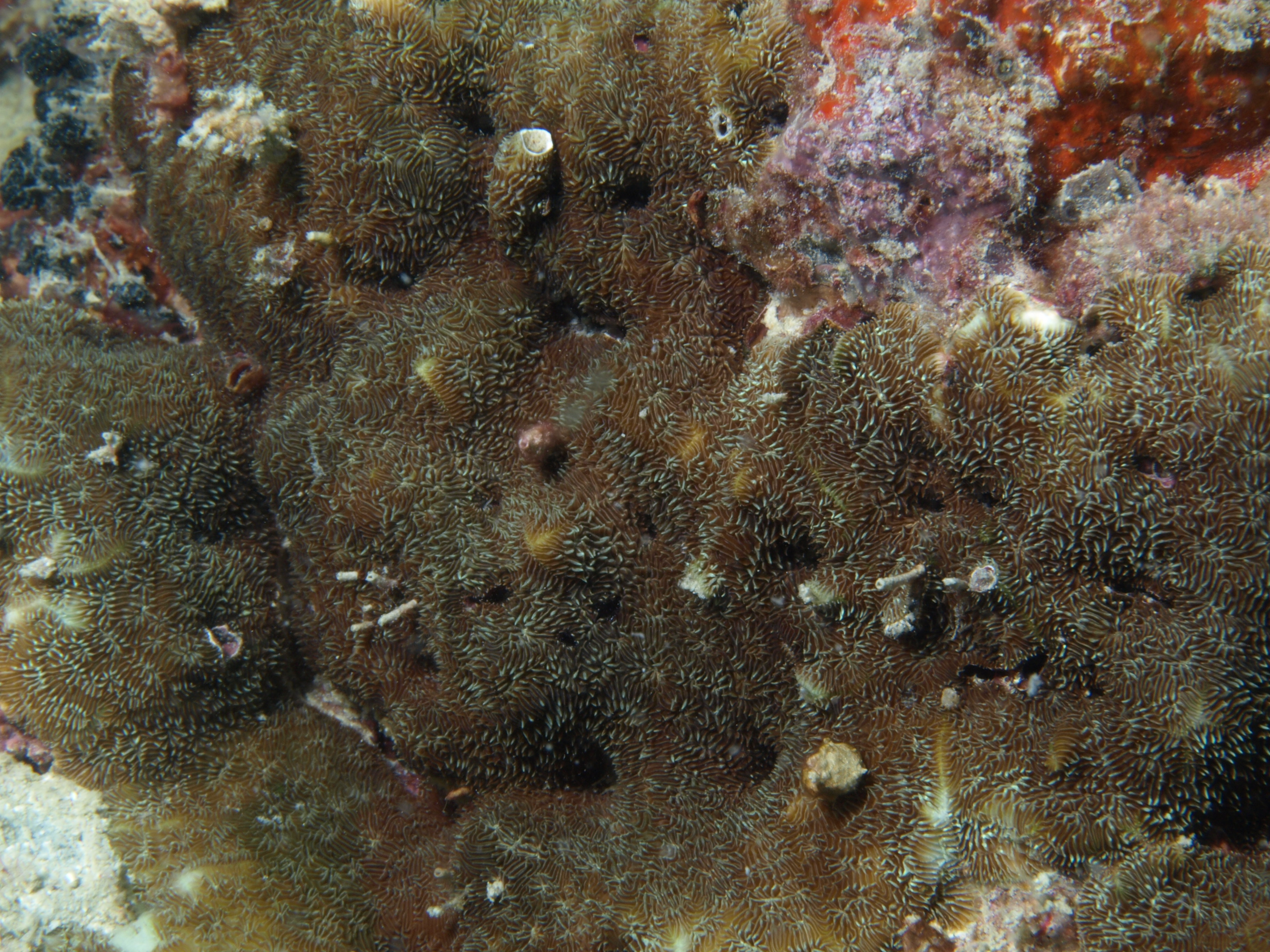 Pavona explanulata