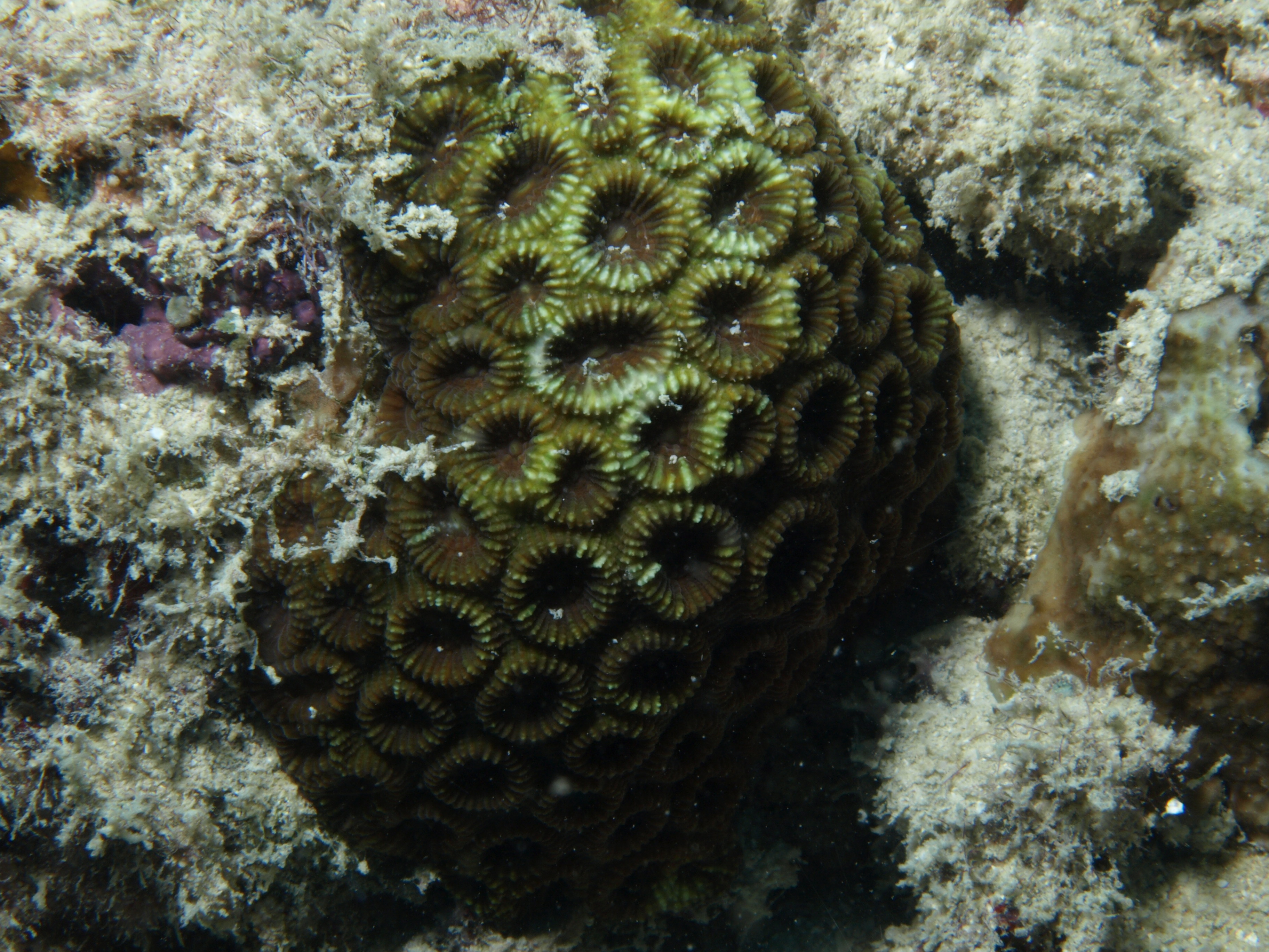 Favia pallida