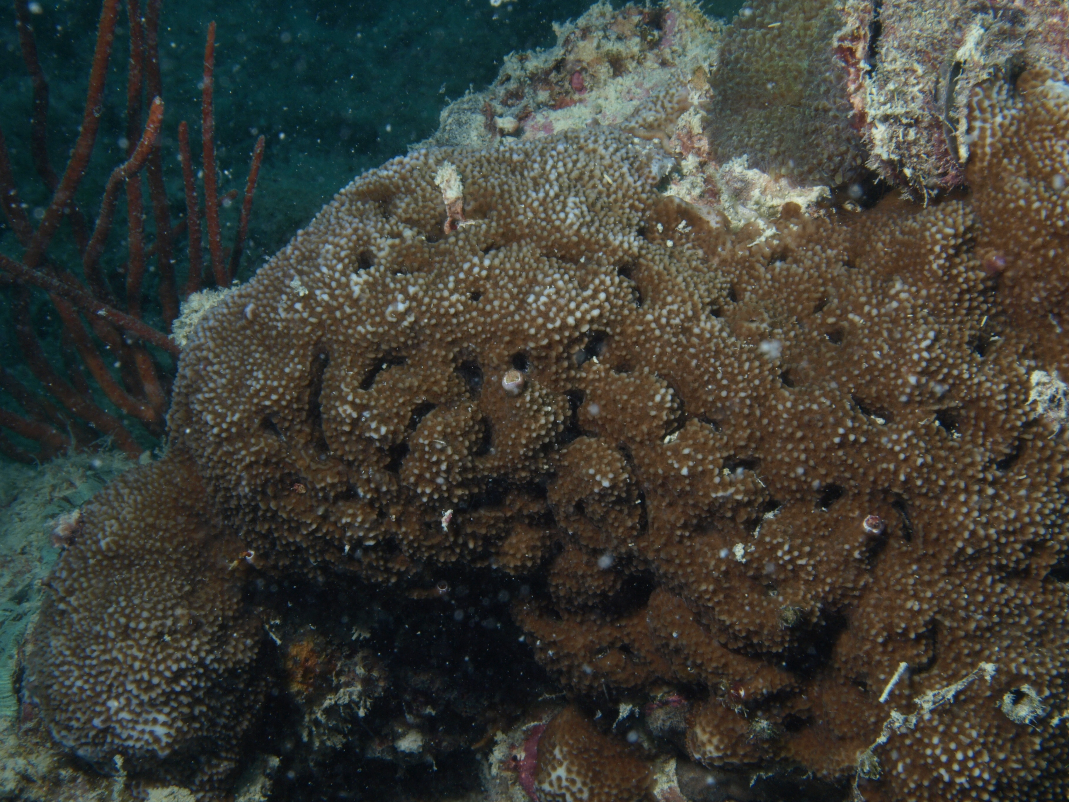 Montipora corbettensis