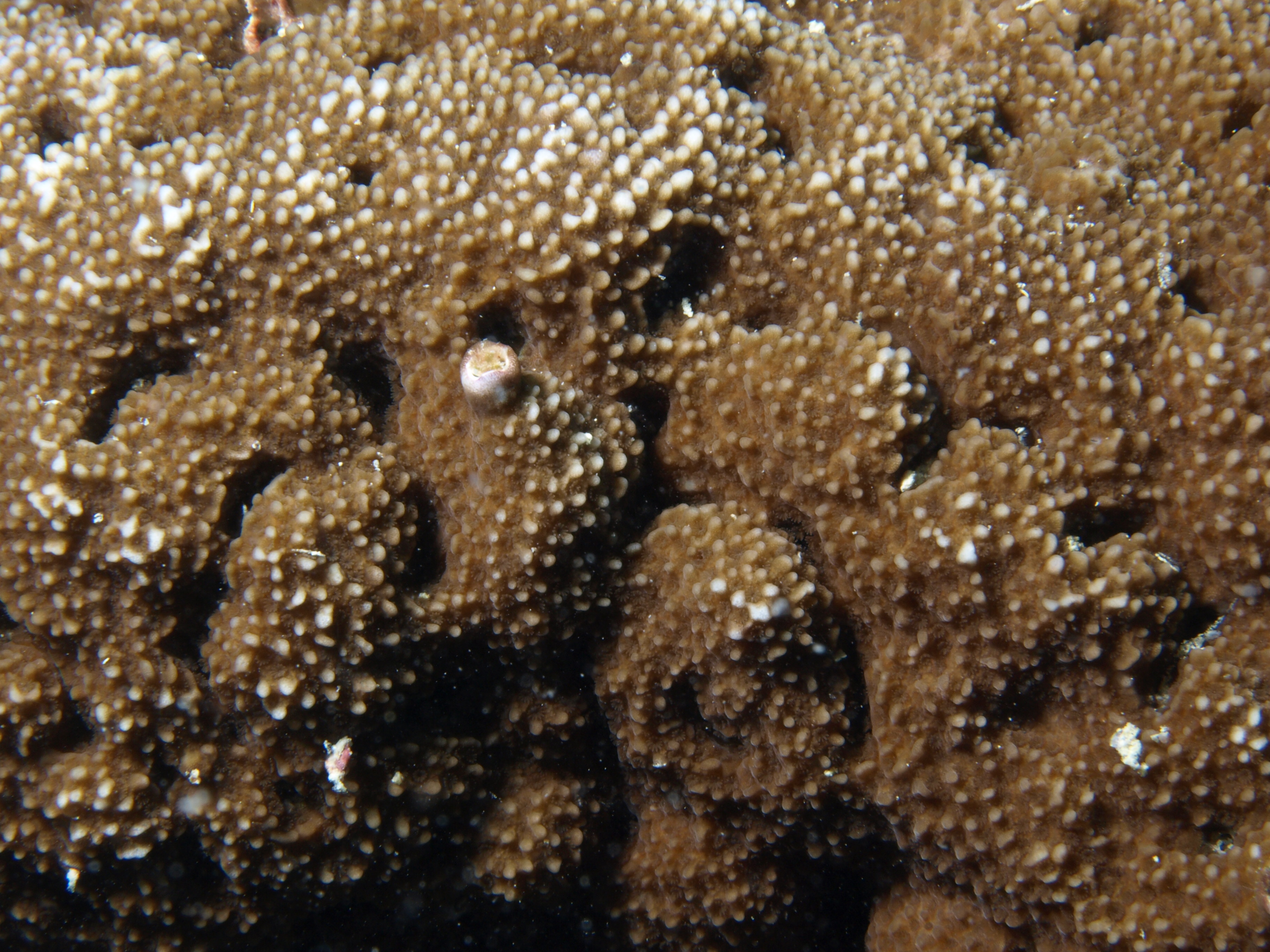Montipora corbettensis