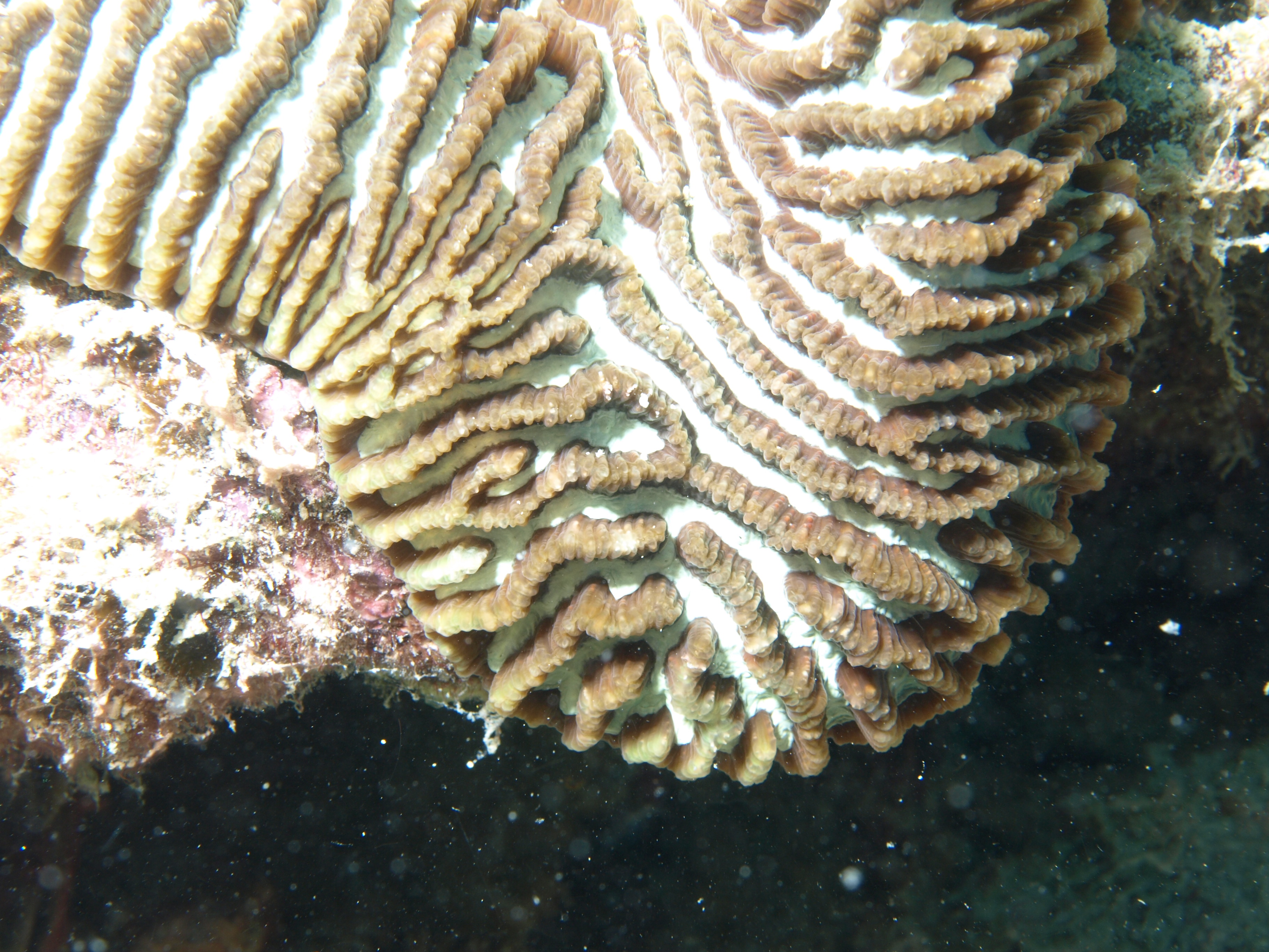 Platygyra daedalea