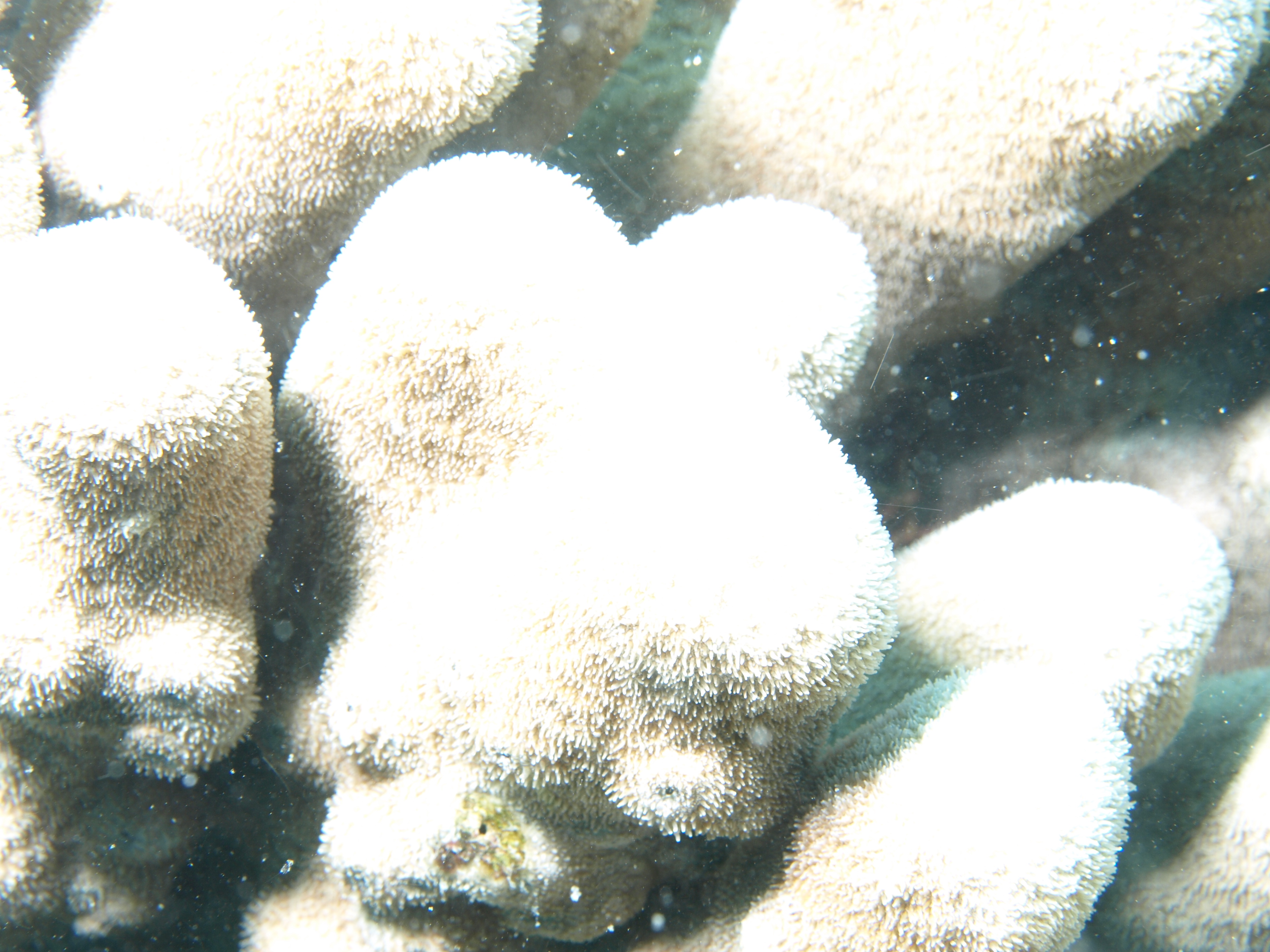 Pavona clavus