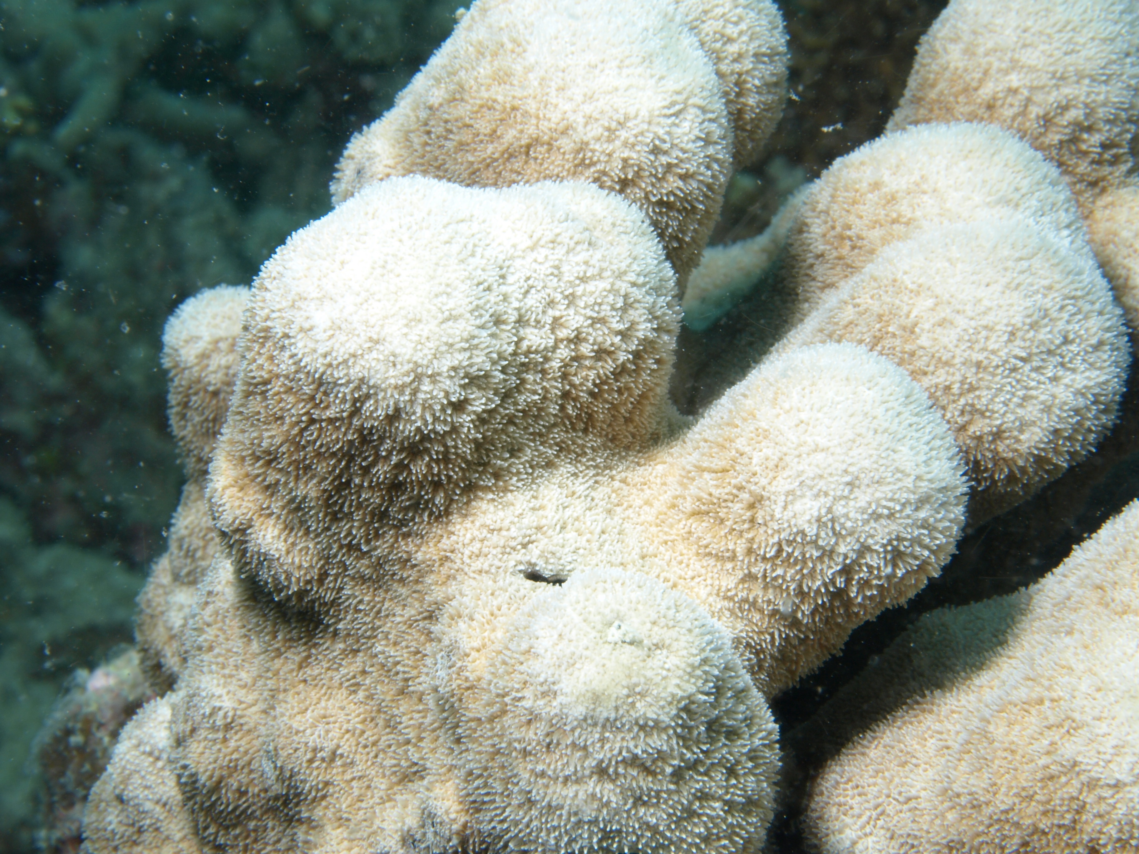 Pavona clavus