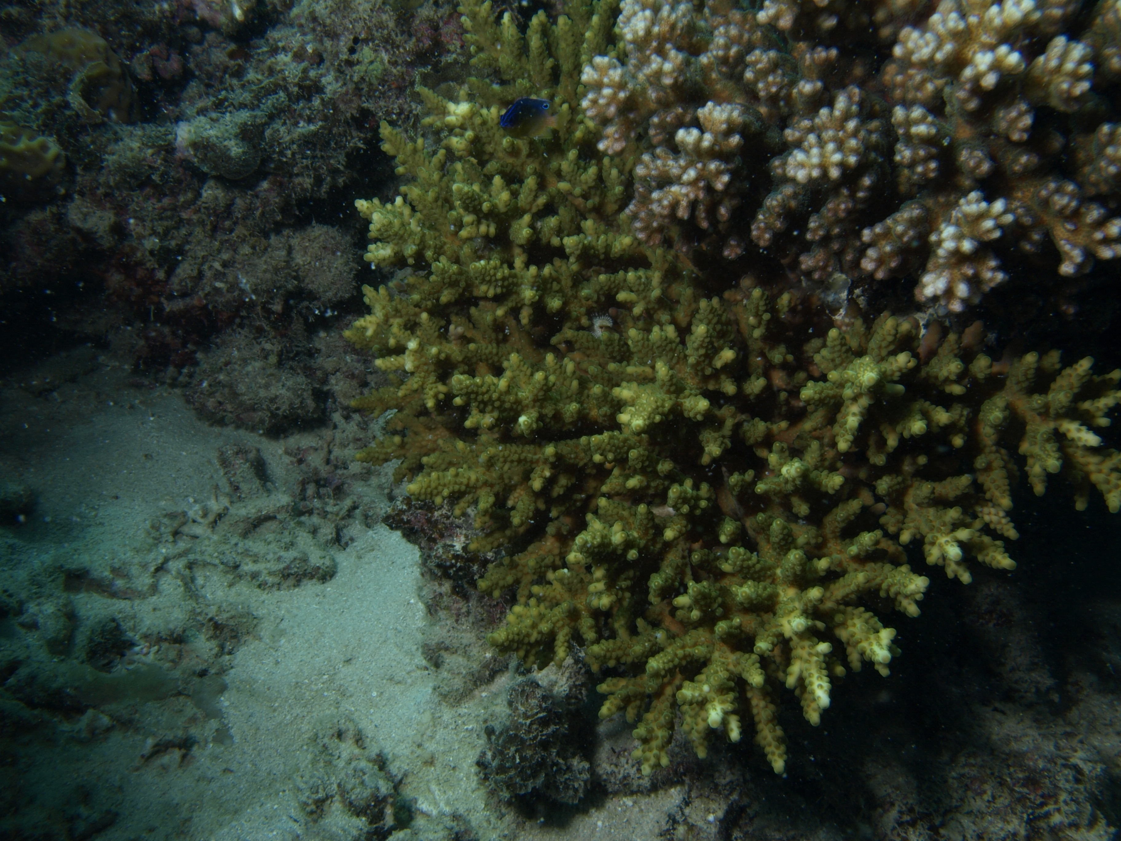 Acropora loripes