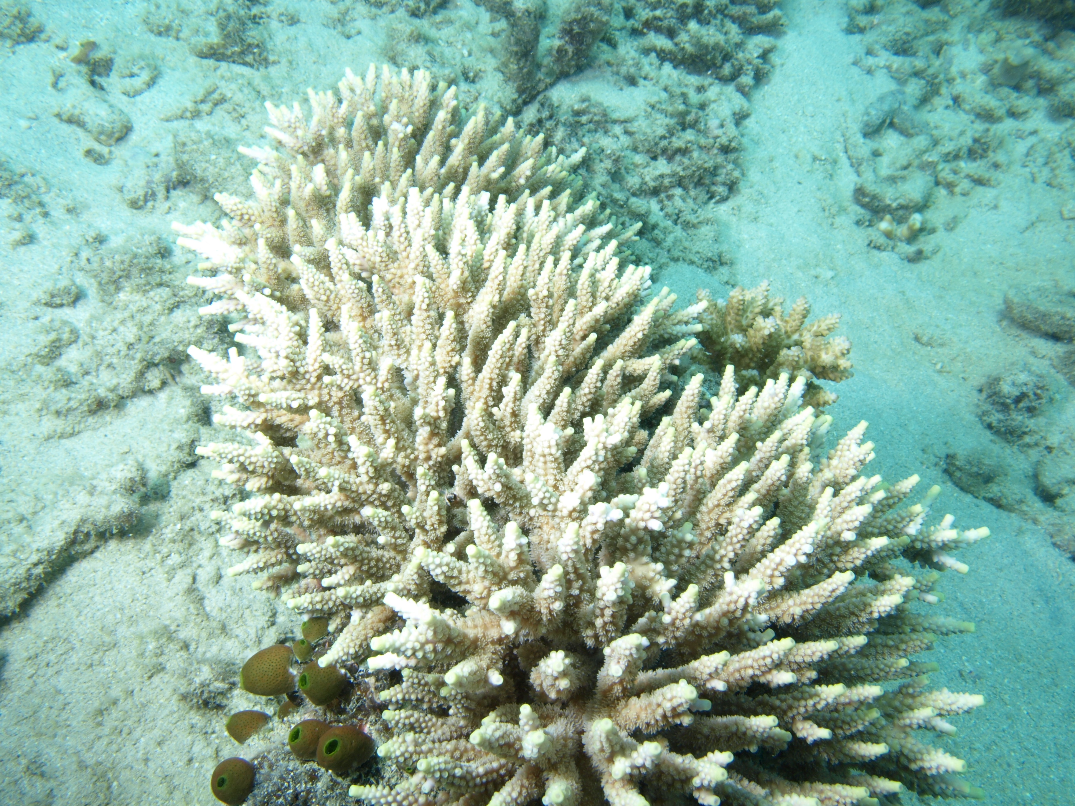 Acropora subulata