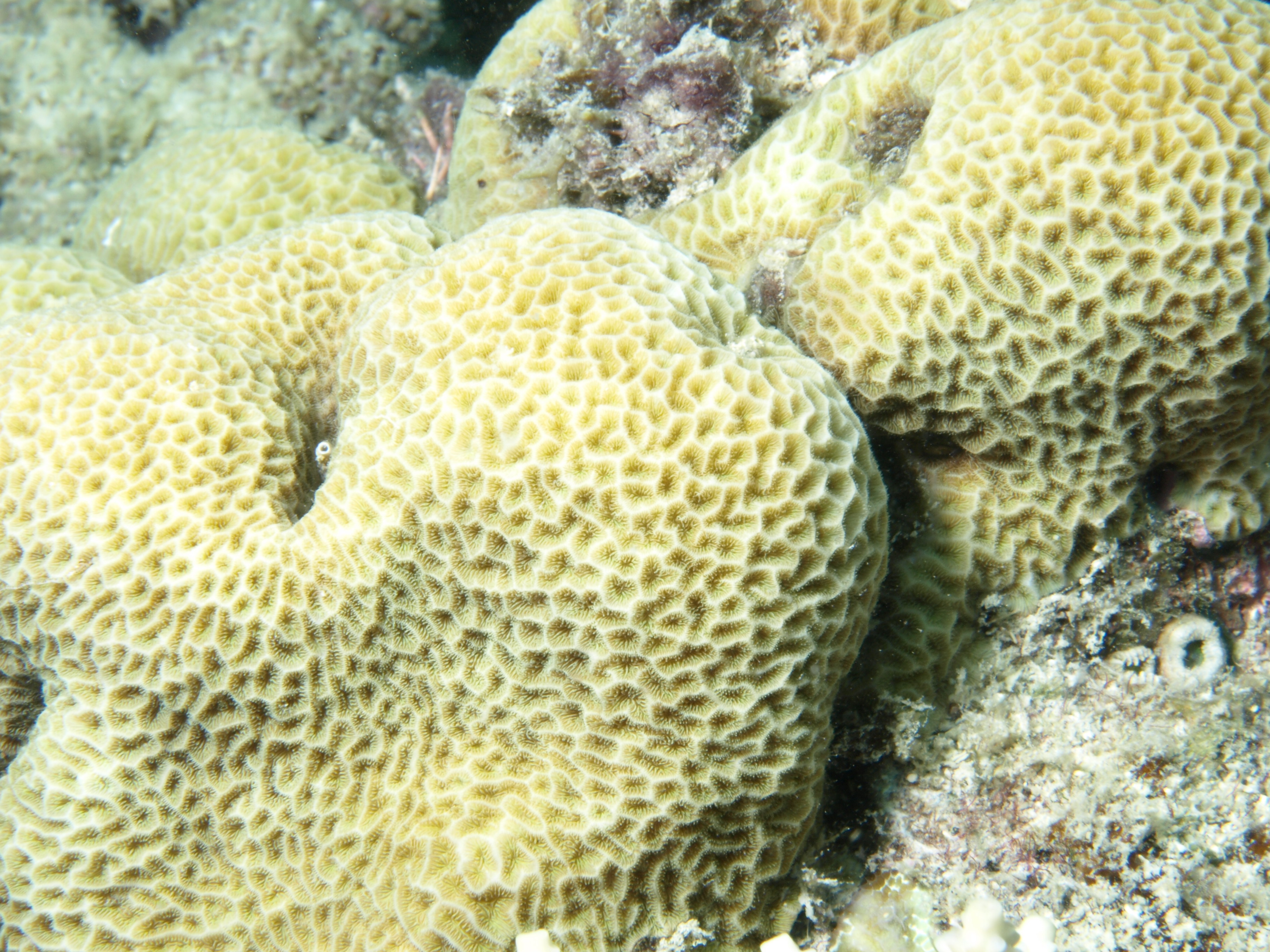 Leptastrea transversa