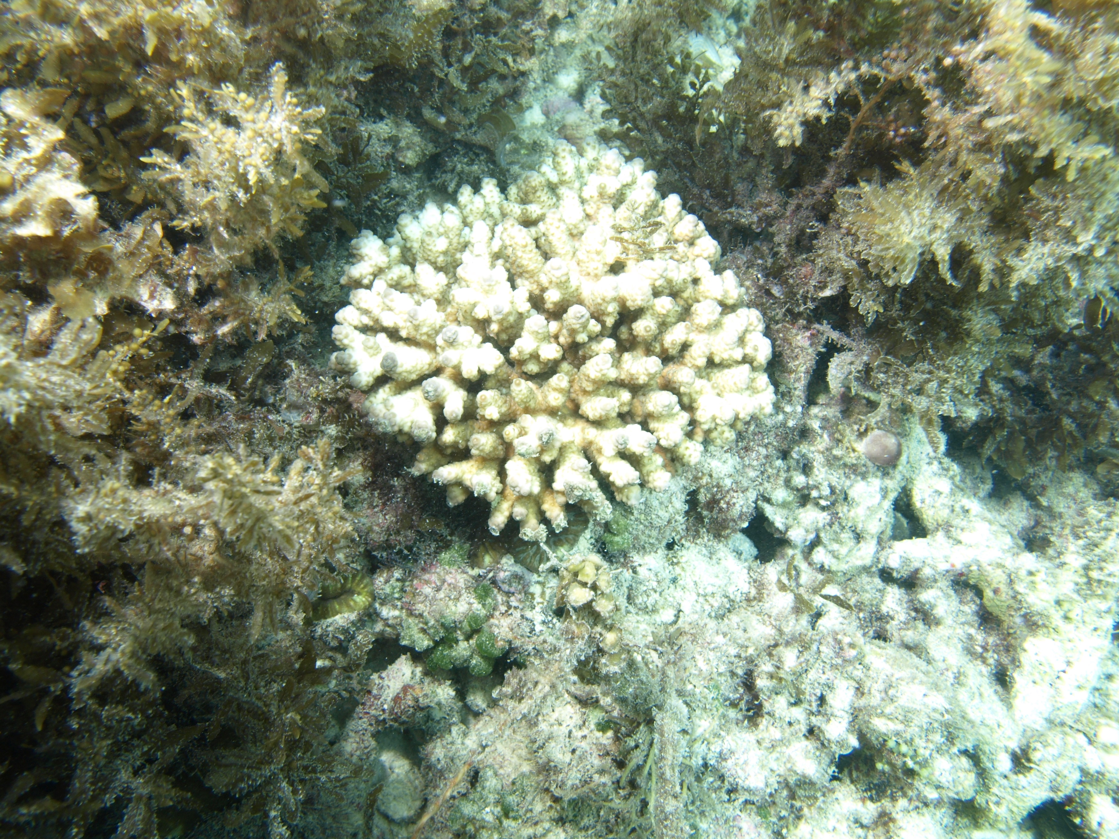 Acropora samoensis