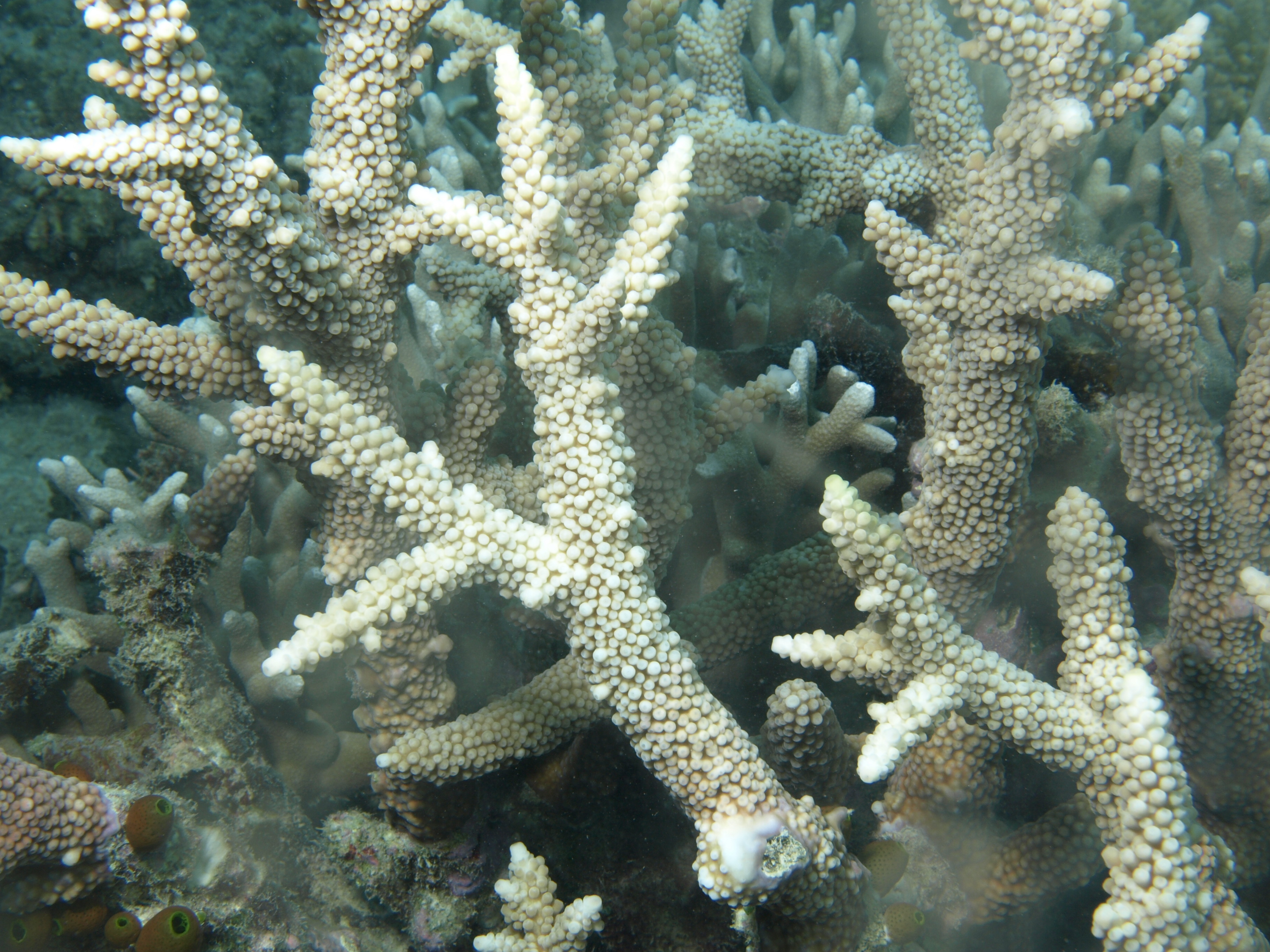 Acropora muricata