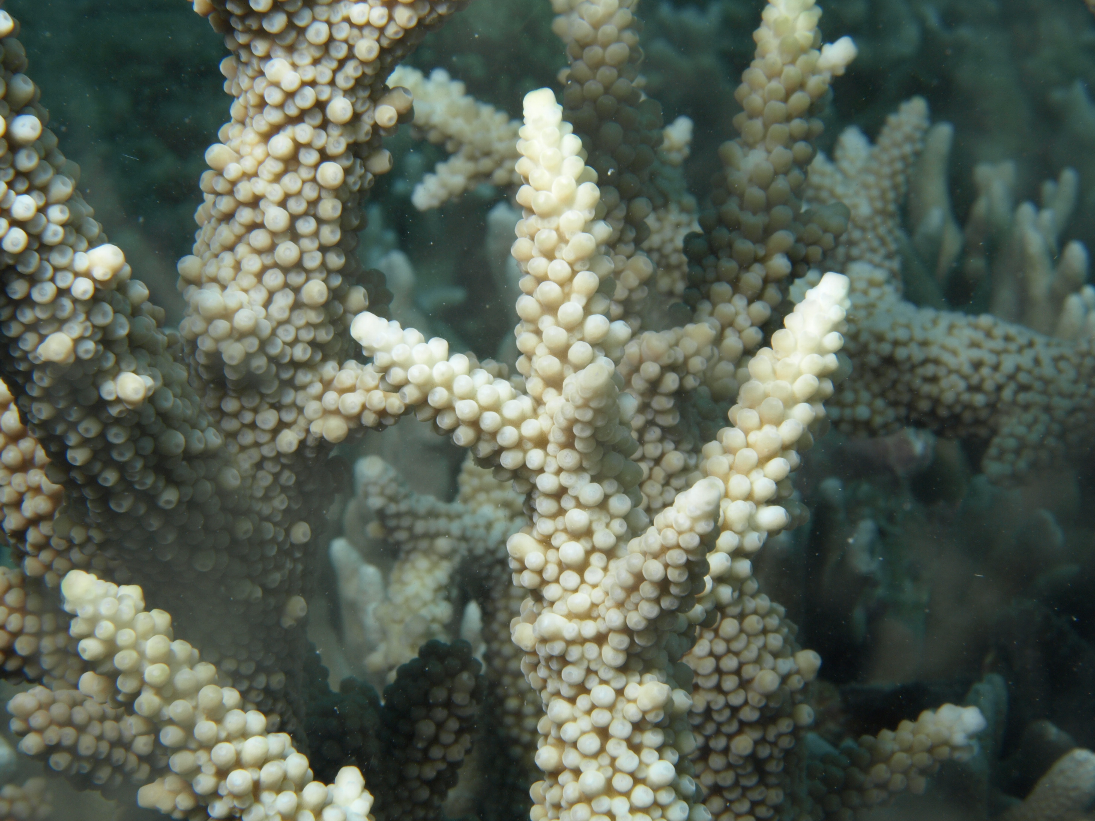 Acropora muricata