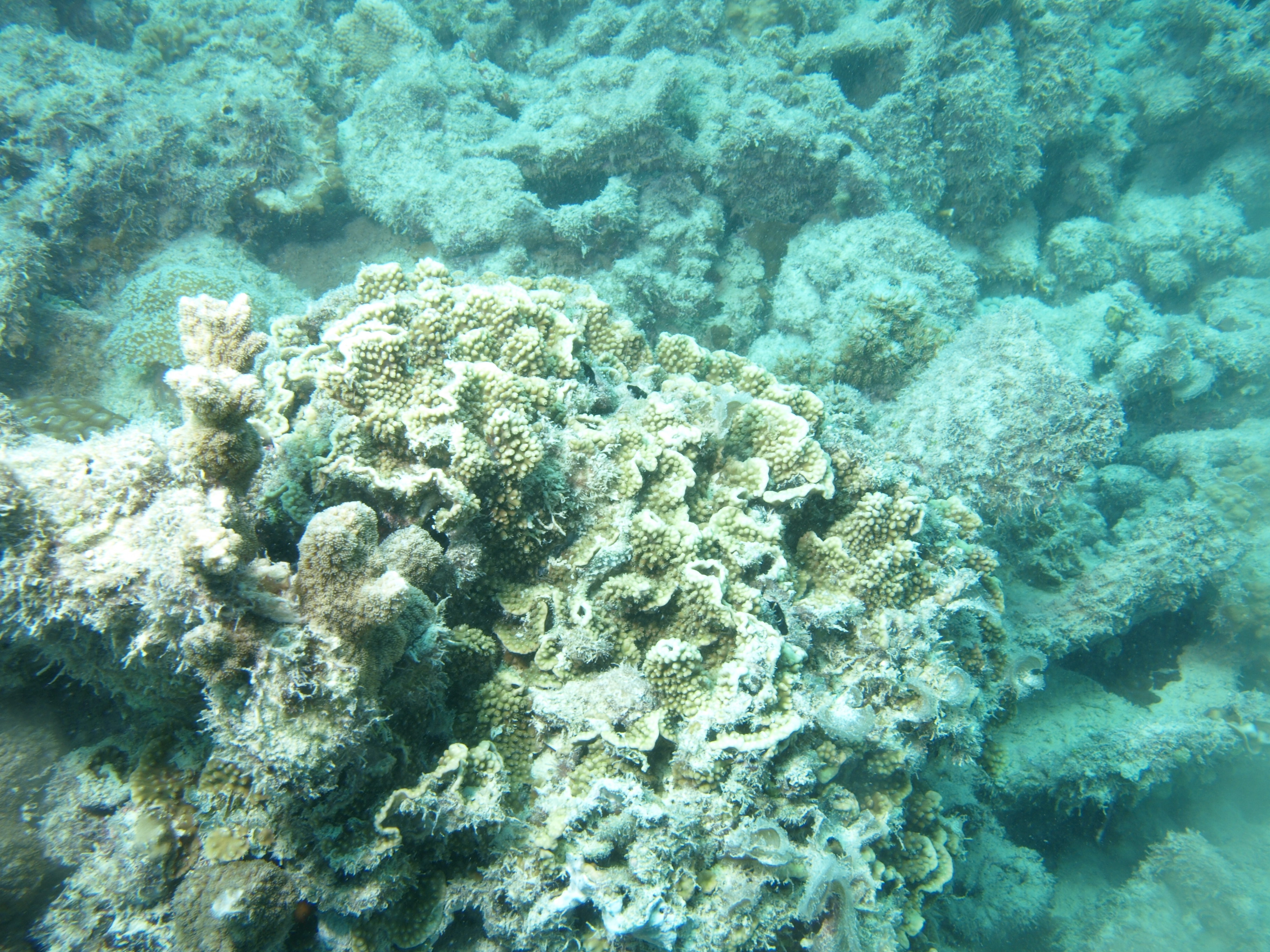 Turbinaria mesenterina