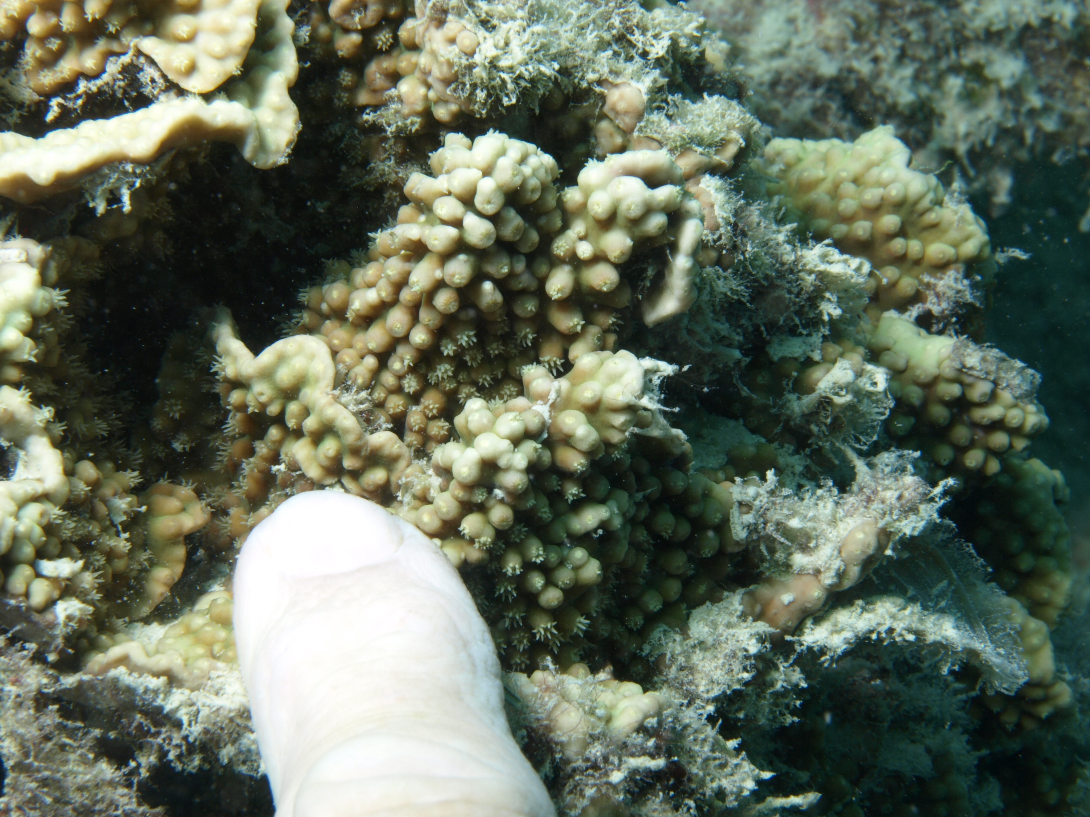 Turbinaria mesenterina