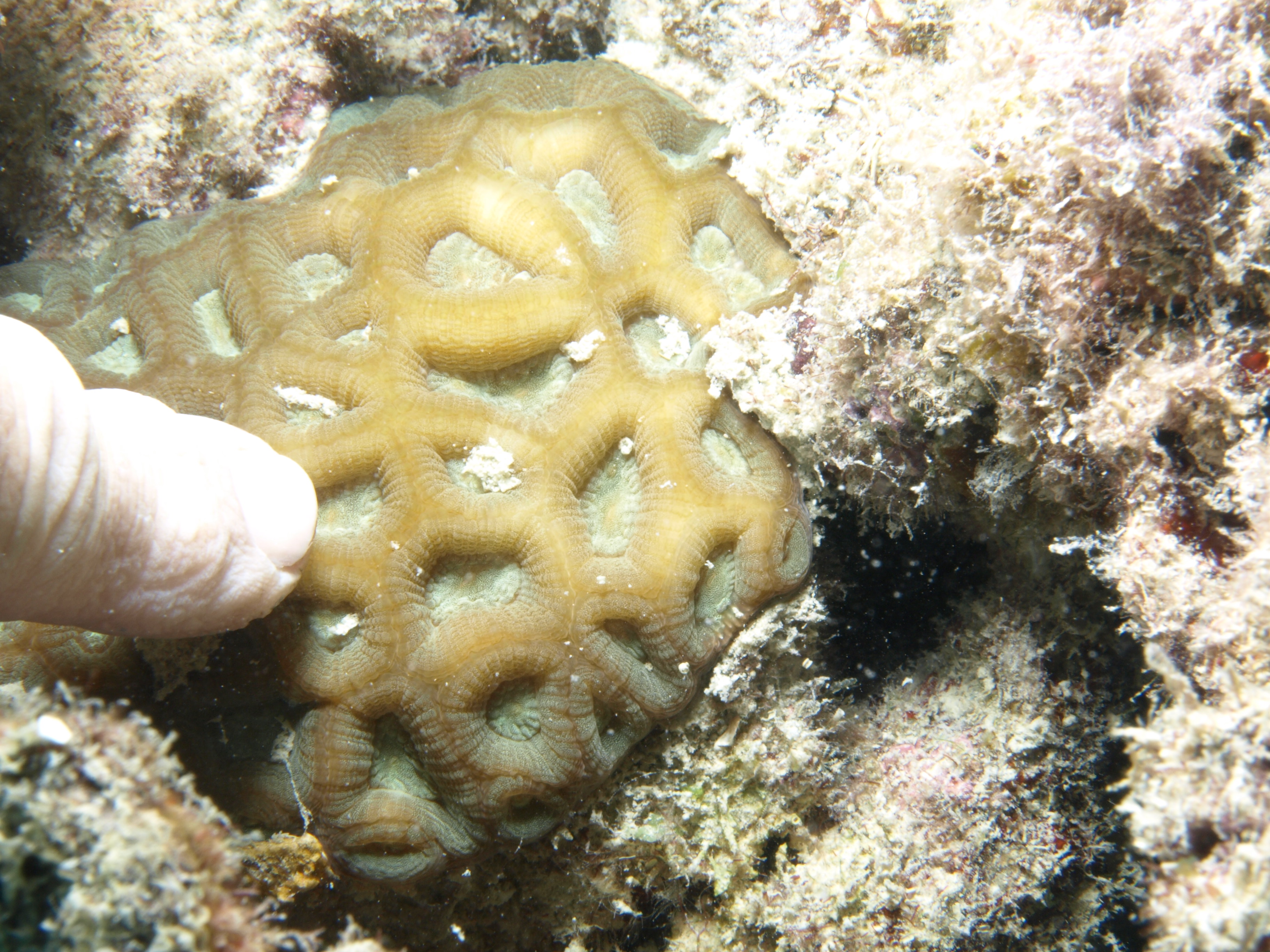 Favites flexuosa