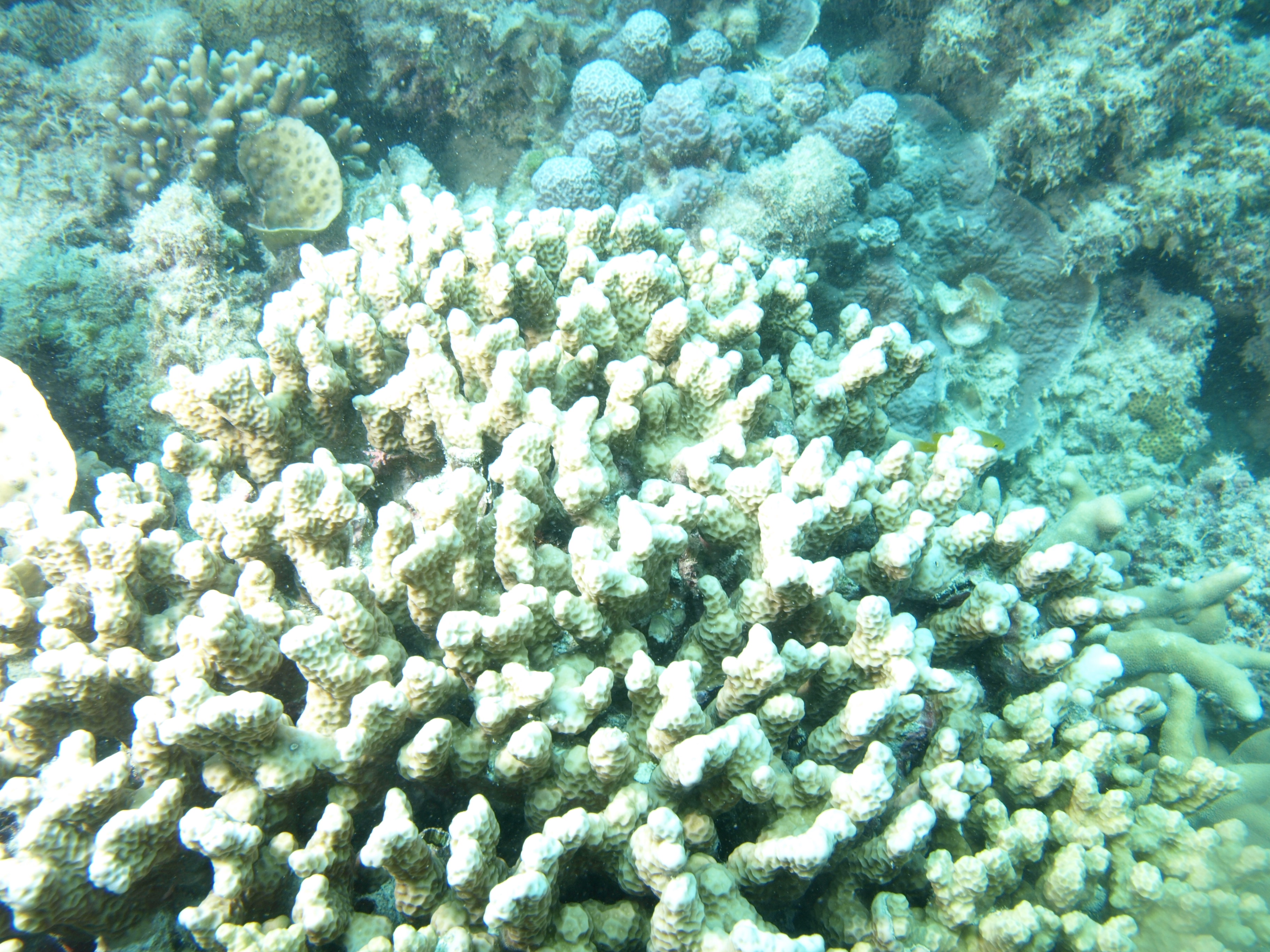 Porites annae