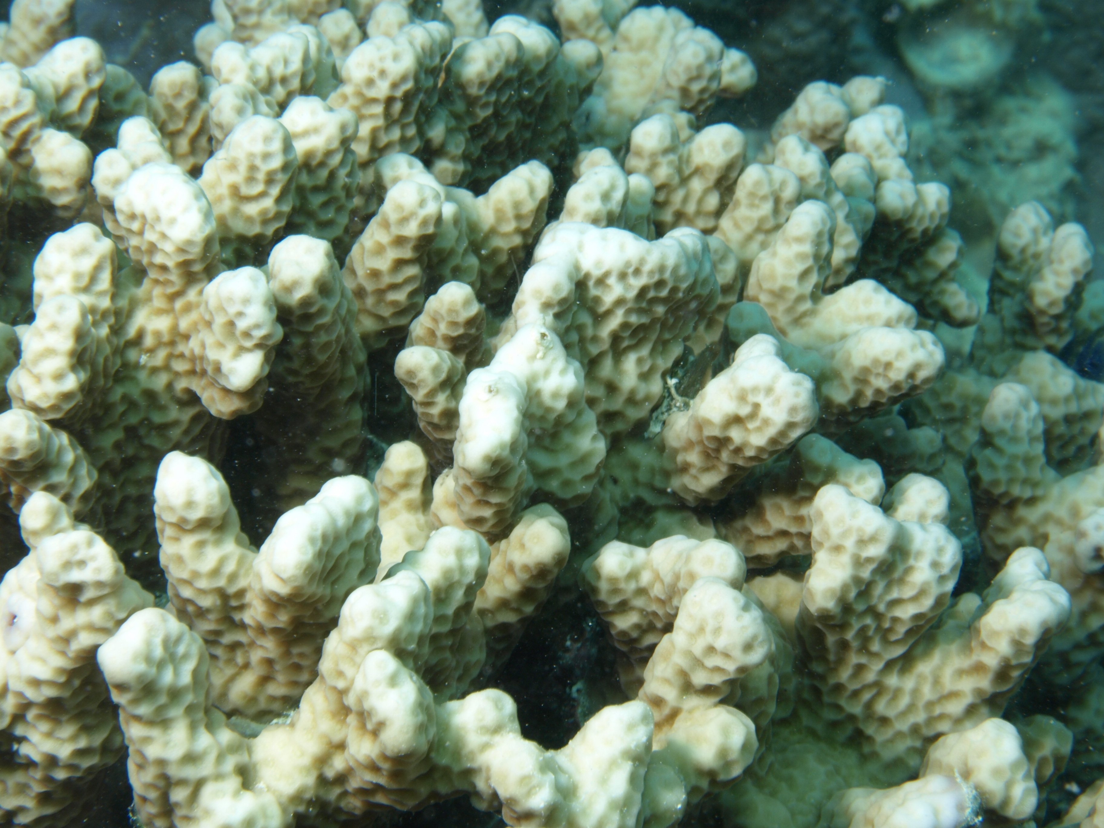 Porites annae