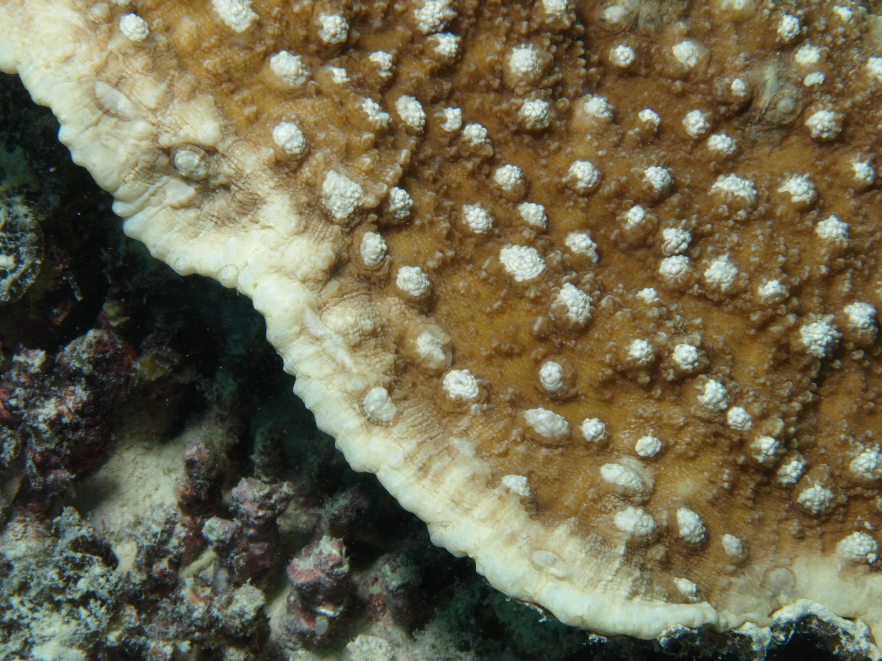 Oxypora lacera