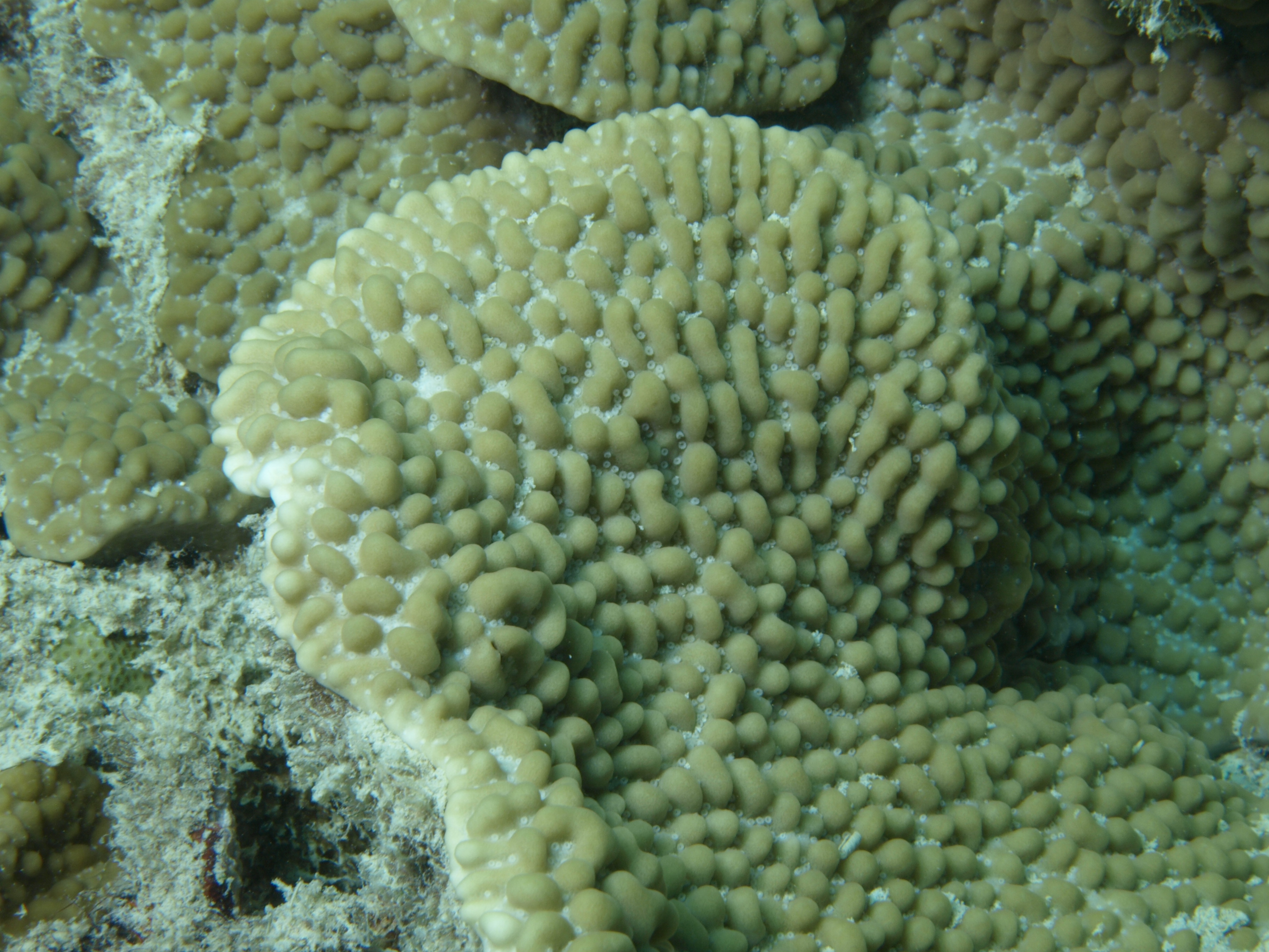 Montipora danae
