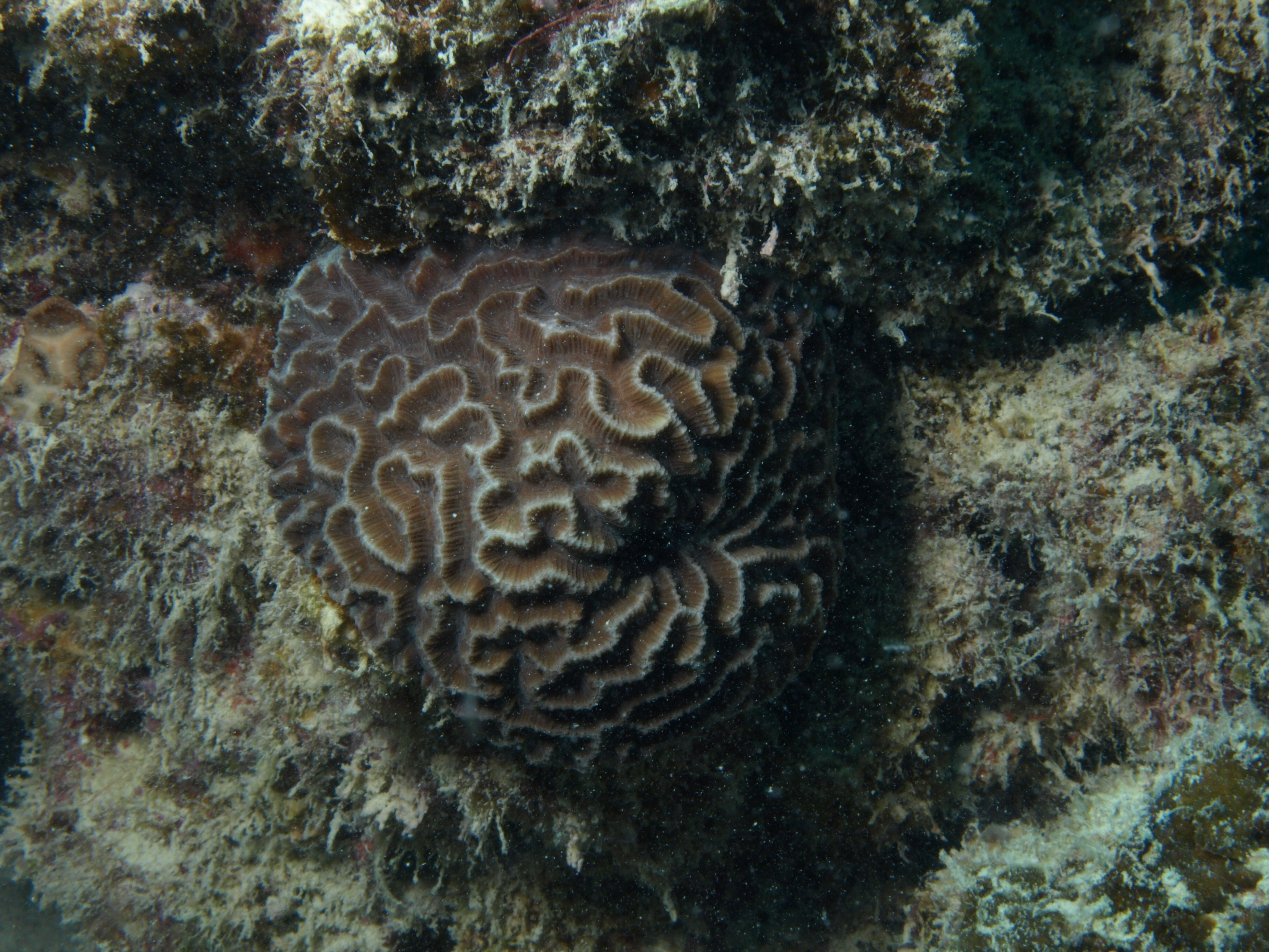 Platygyra daedalea