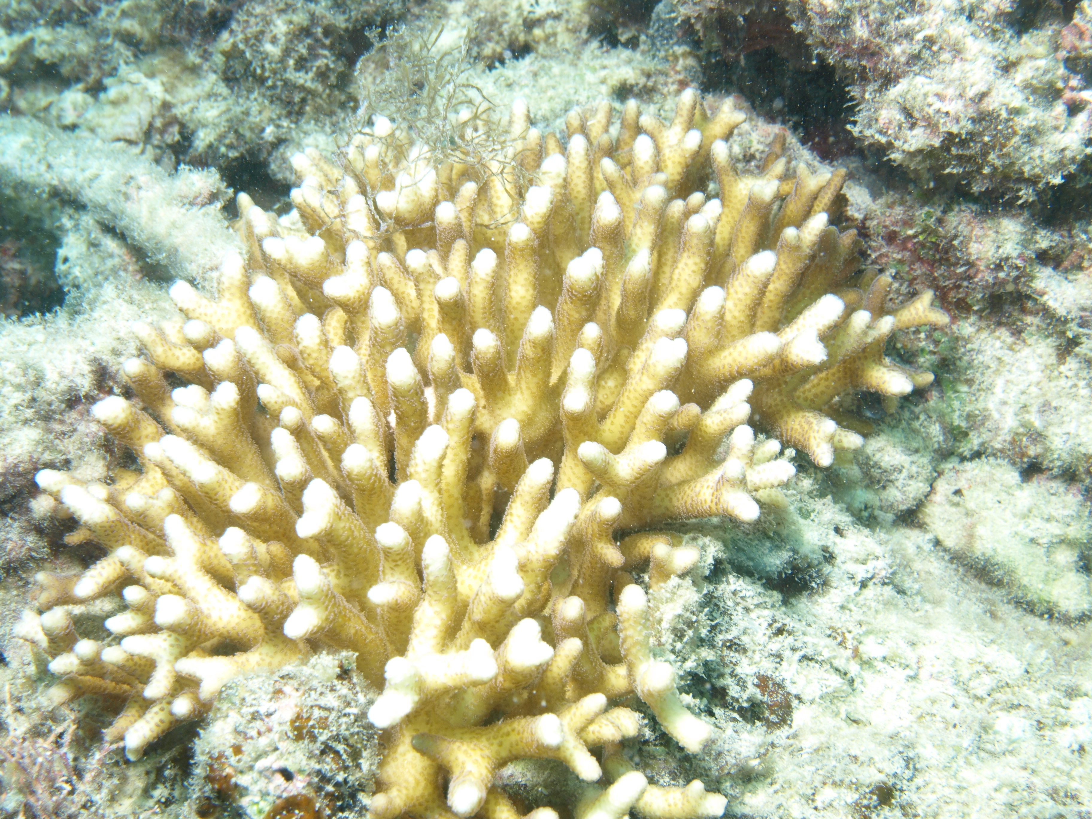 Seriatopora caliendrum