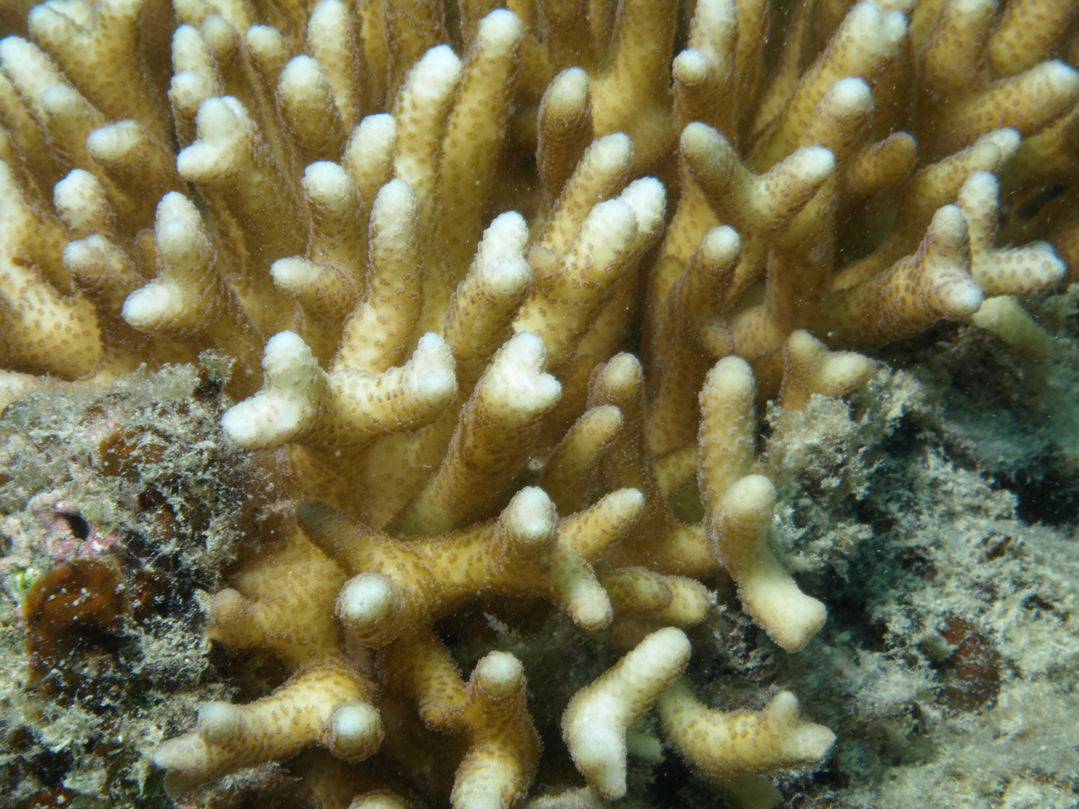 Seriatopora caliendrum