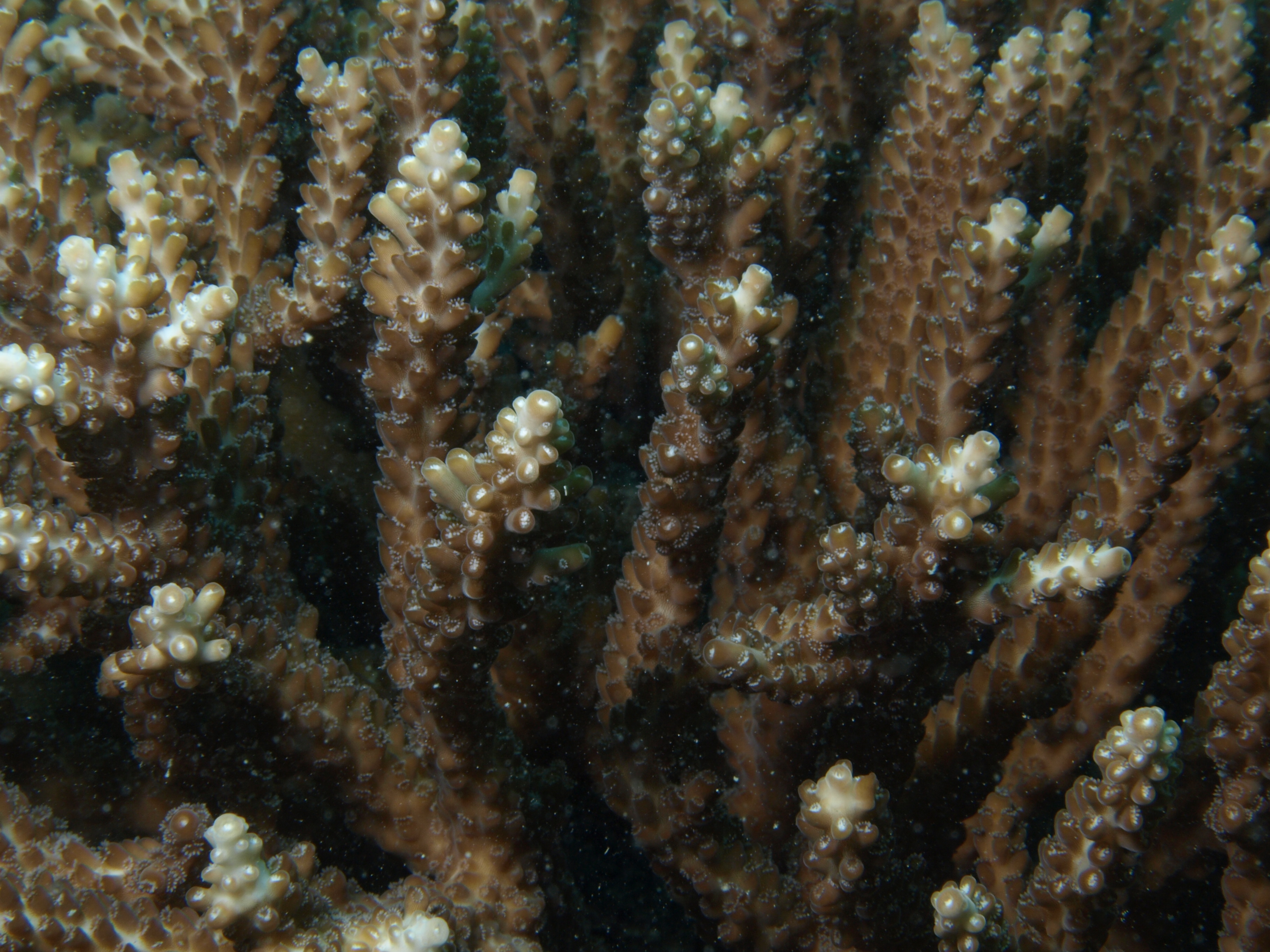 Acropora divaricata
