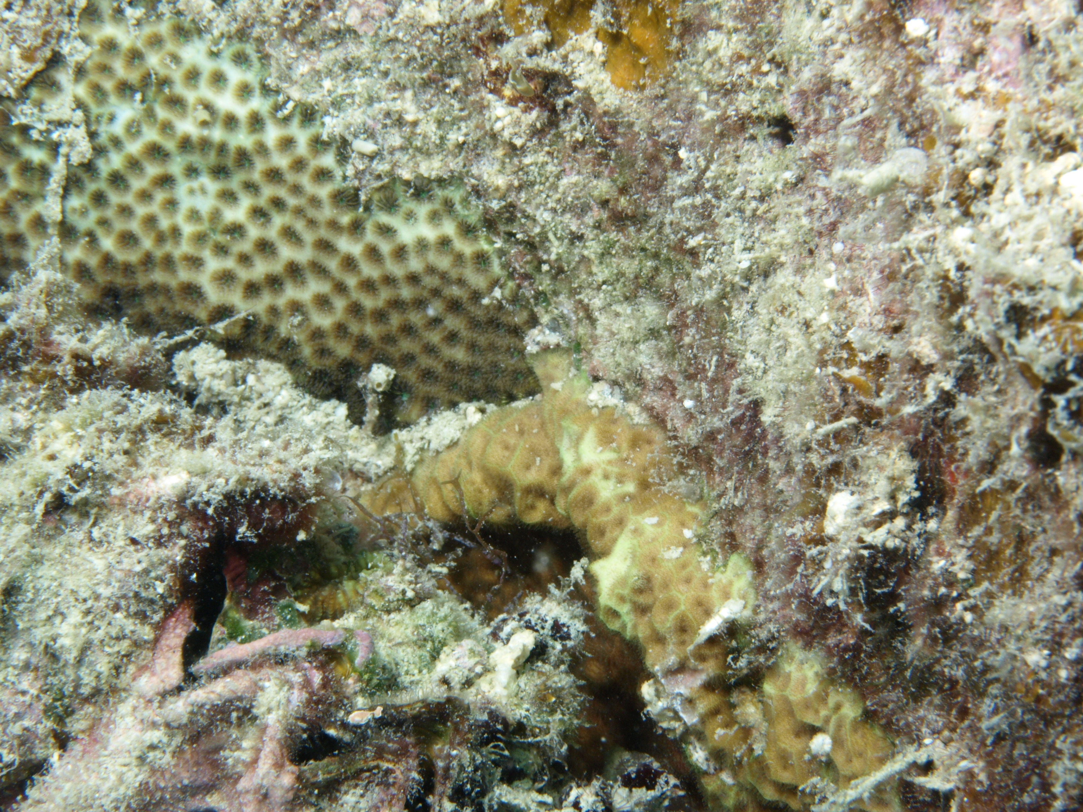 Pseudosiderastrea tayami