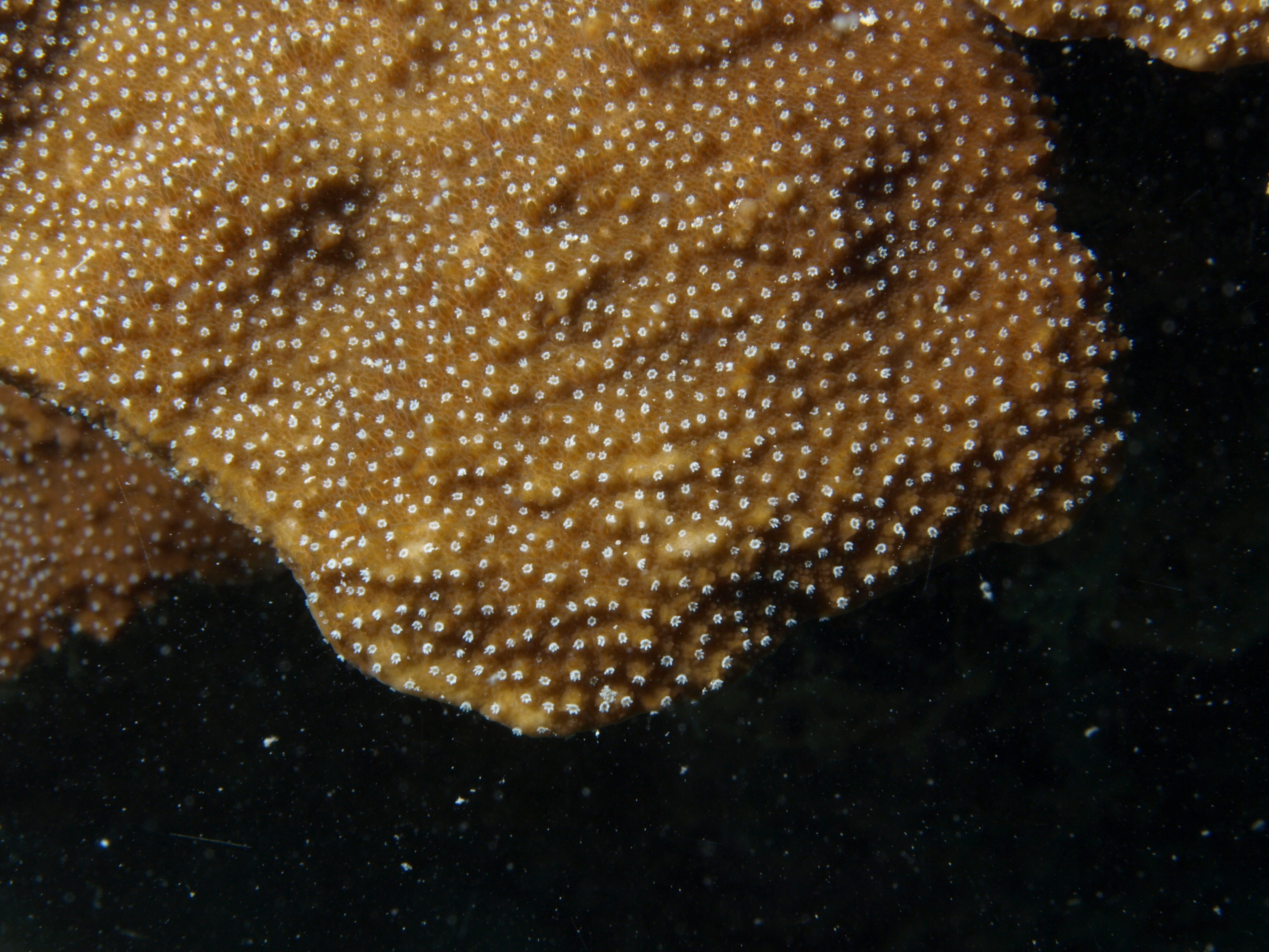 Montipora aequituberculata