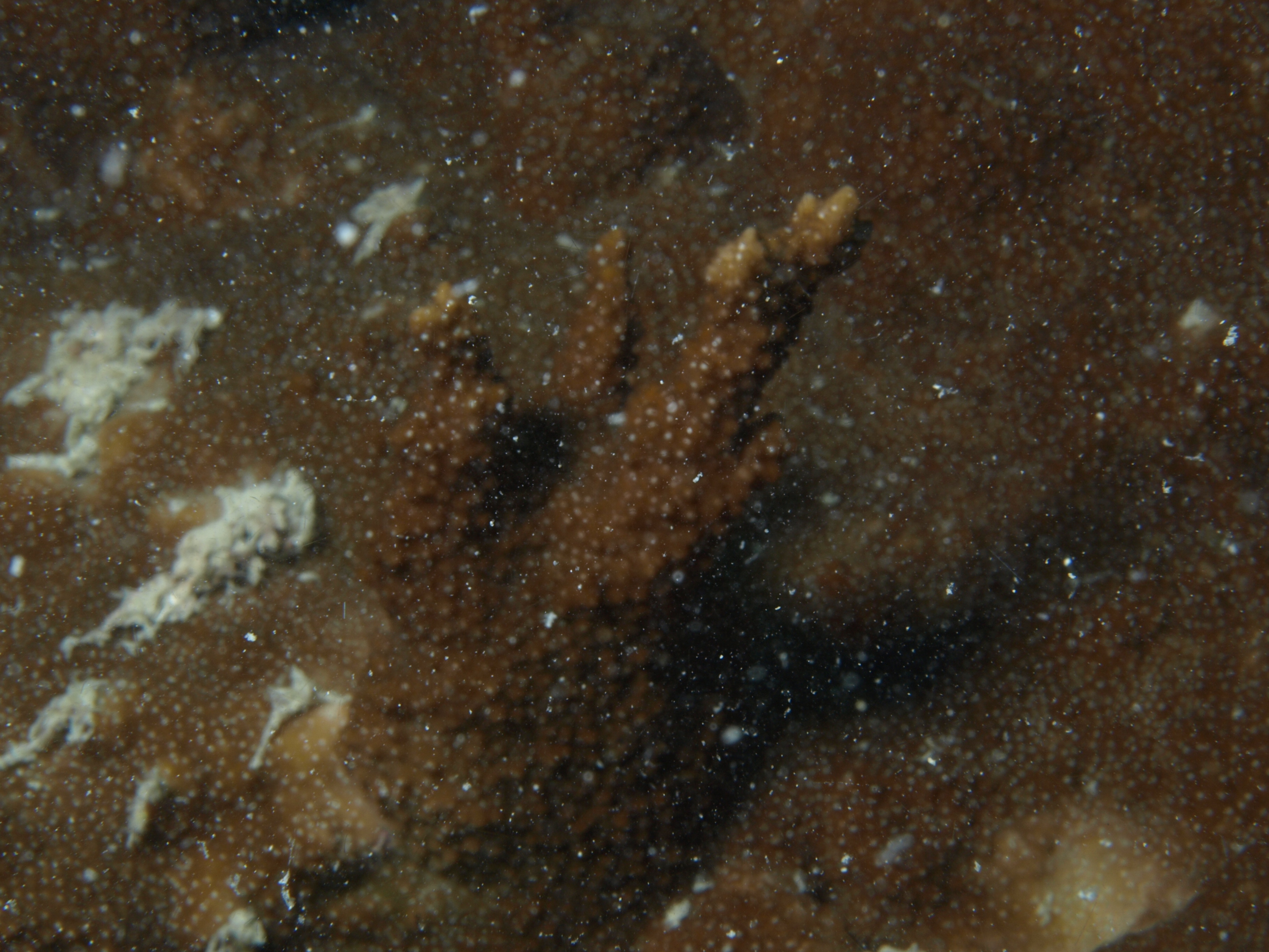 Montipora aequituberculata