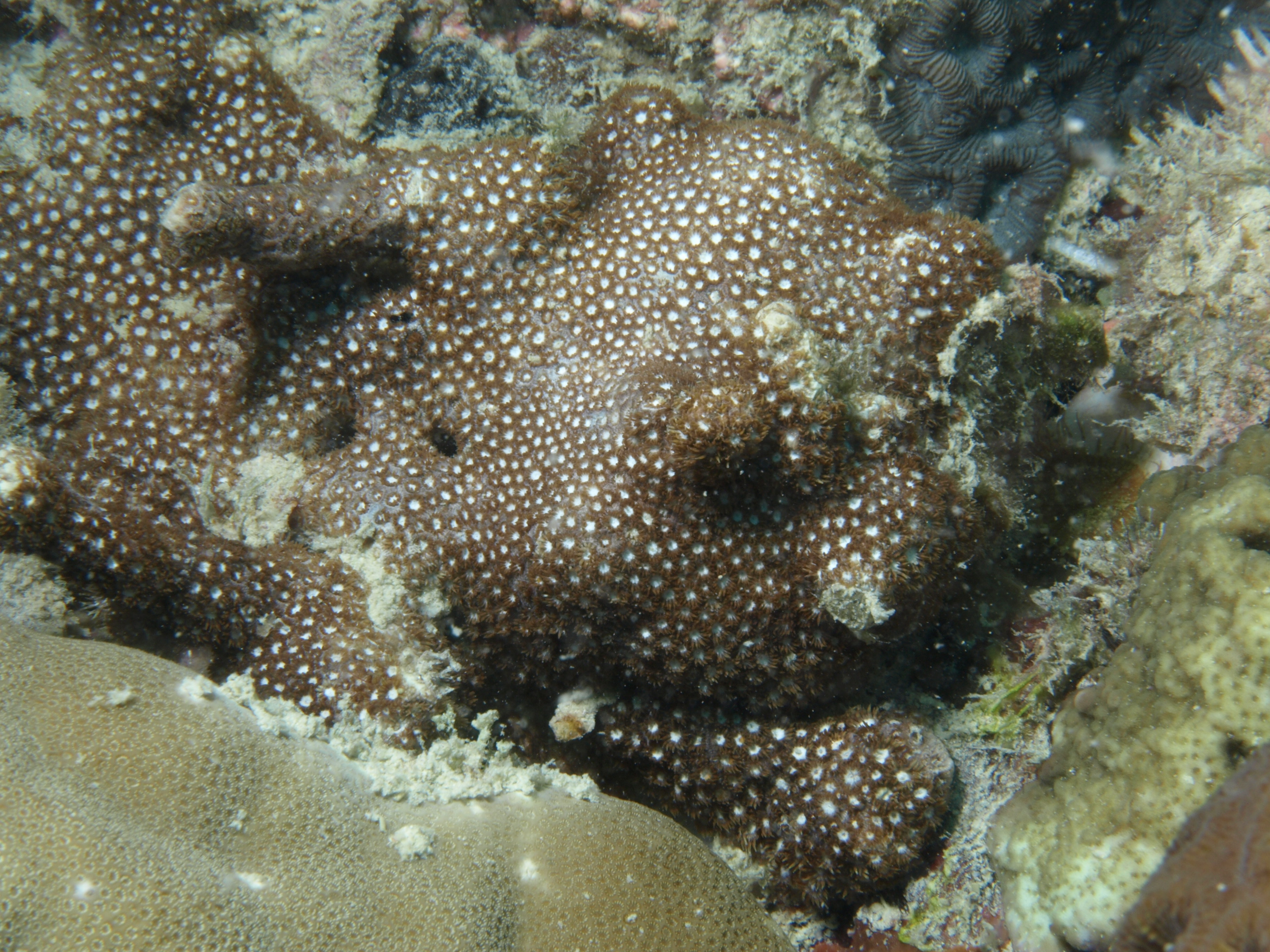 Goniopora fruticosa