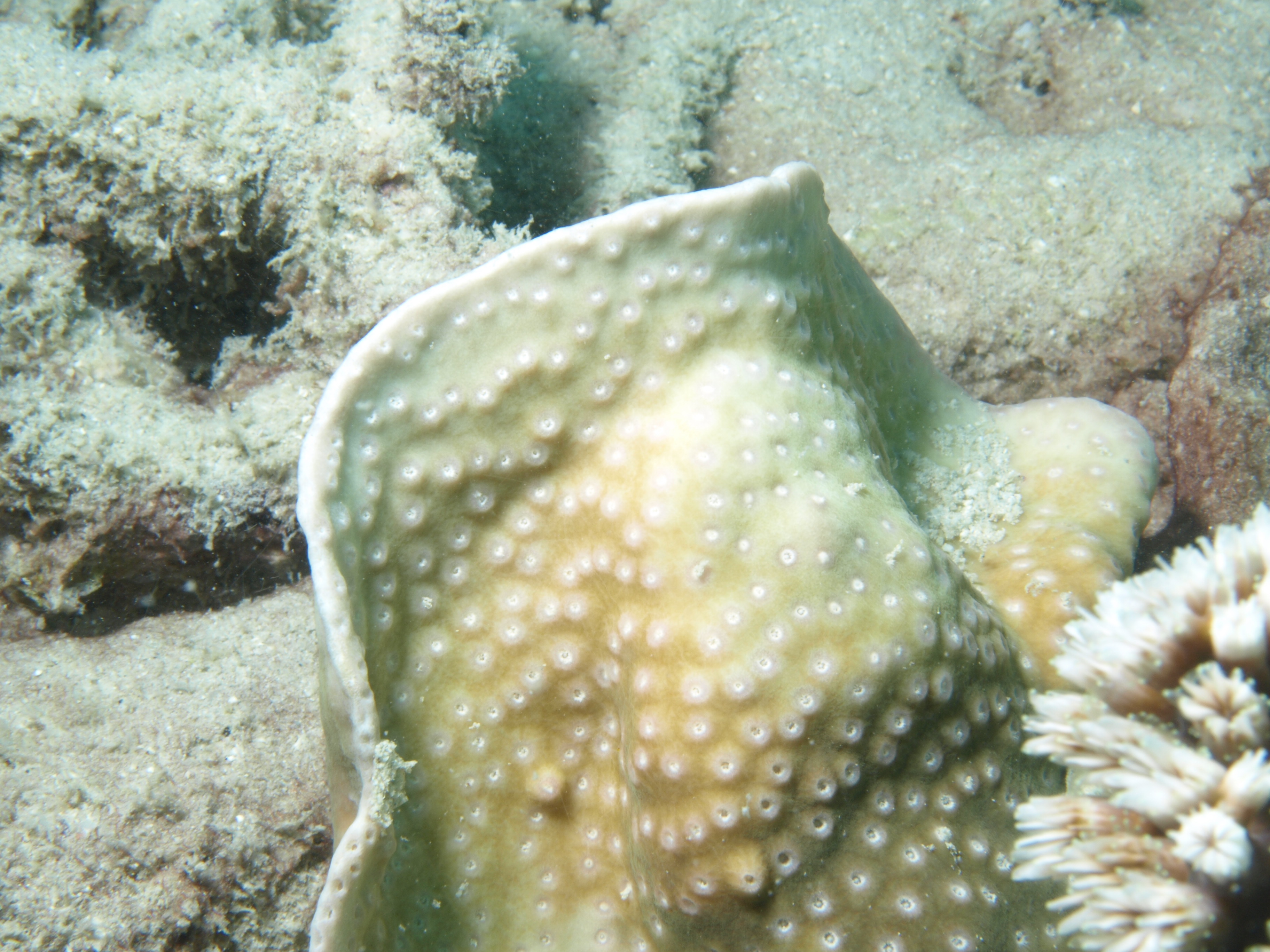 Turbinaria radicalis