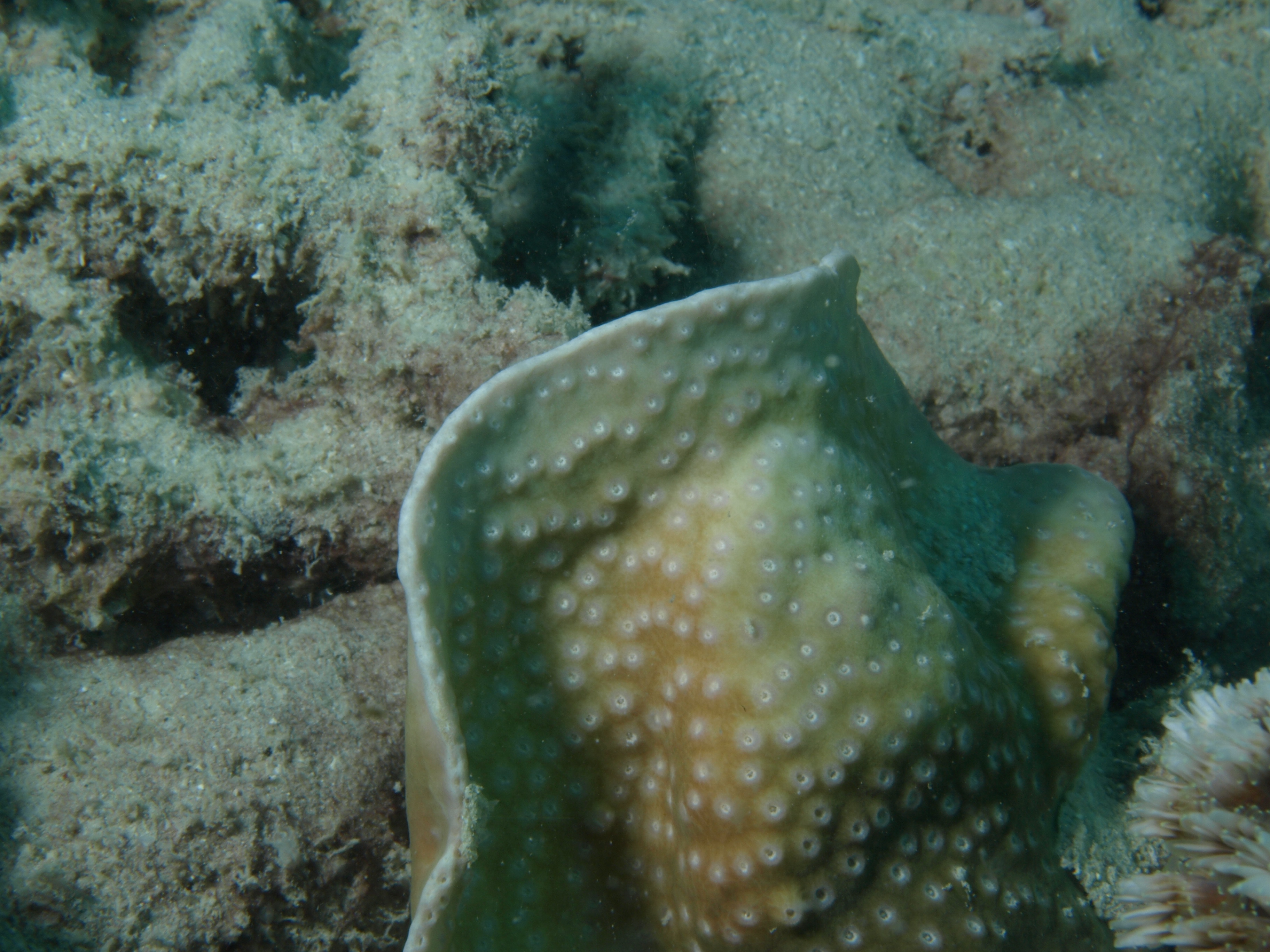 Turbinaria radicalis