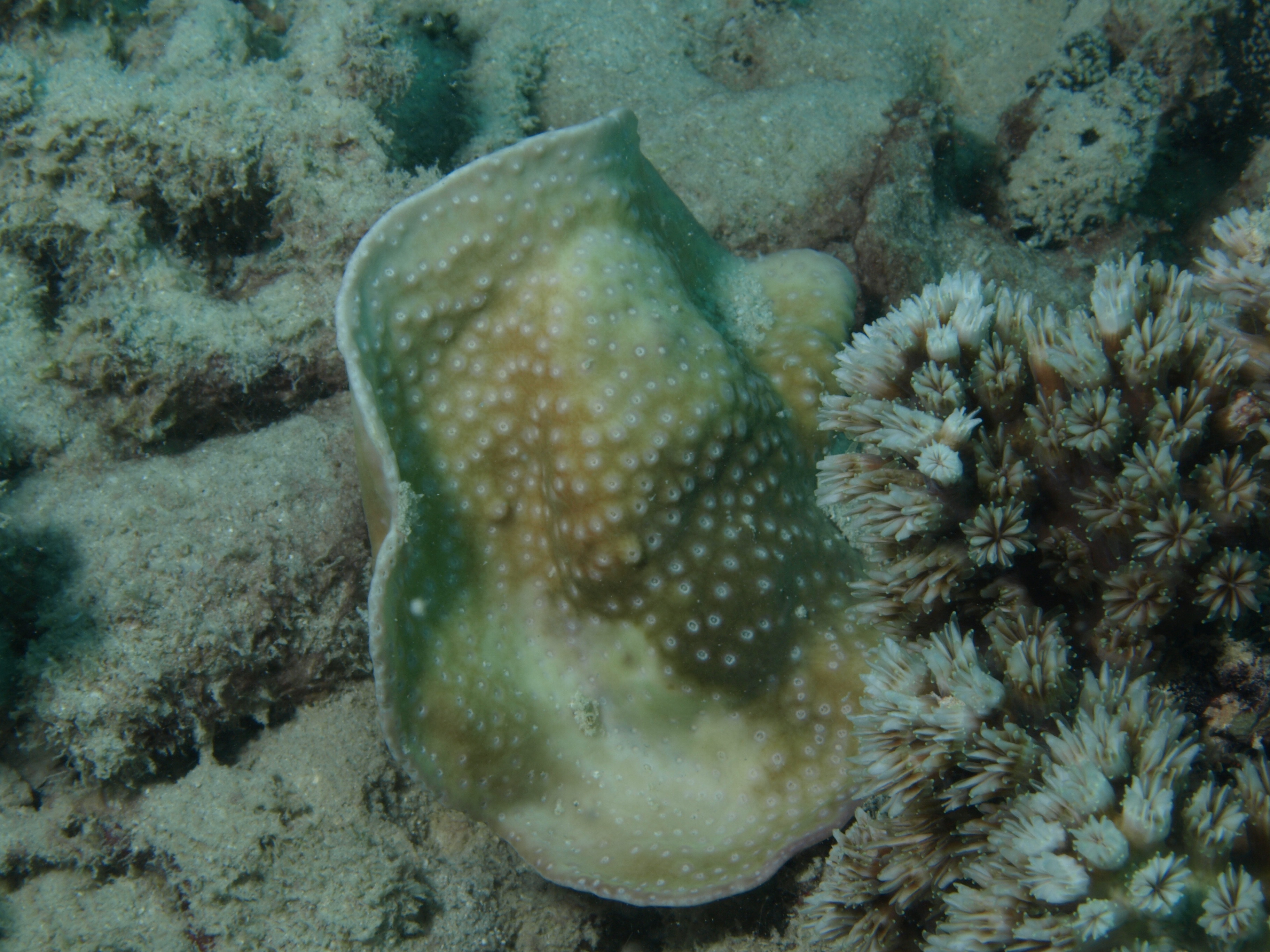 Turbinaria radicalis